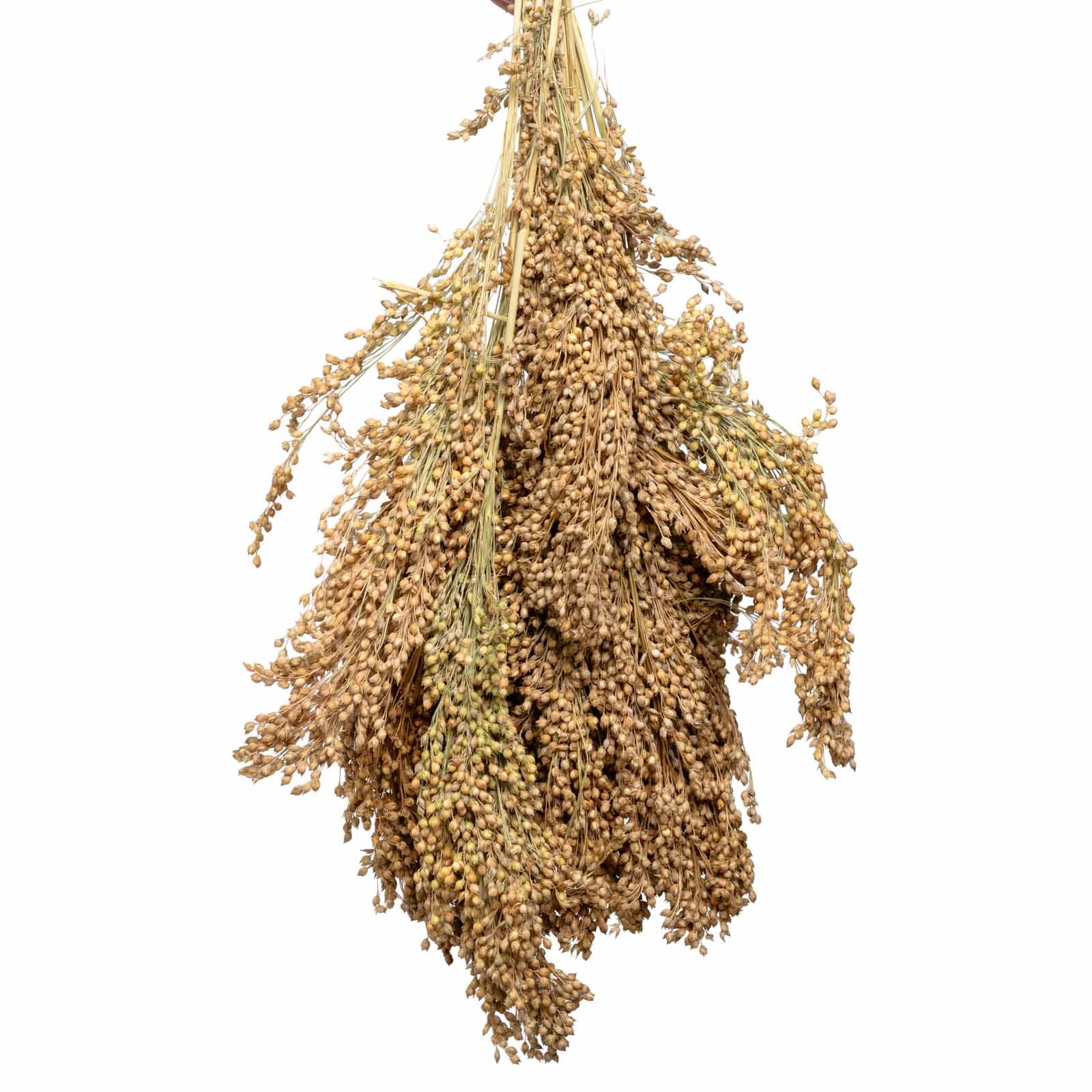 rico-s-futterkiste-einzelsaaten-silberhirse-rispen-500-g image 1