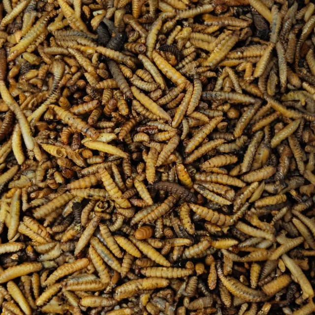 klasebo-soldatenfliegenlarven-getrocknet-5-kg-vogelfutter image 1