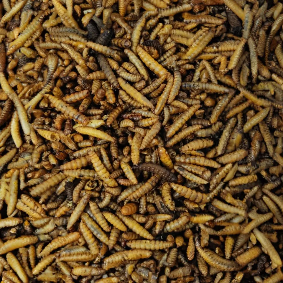 klasebo-soldatenfliegenlarven-getrocknet-5-kg-vogelfutter image 1
