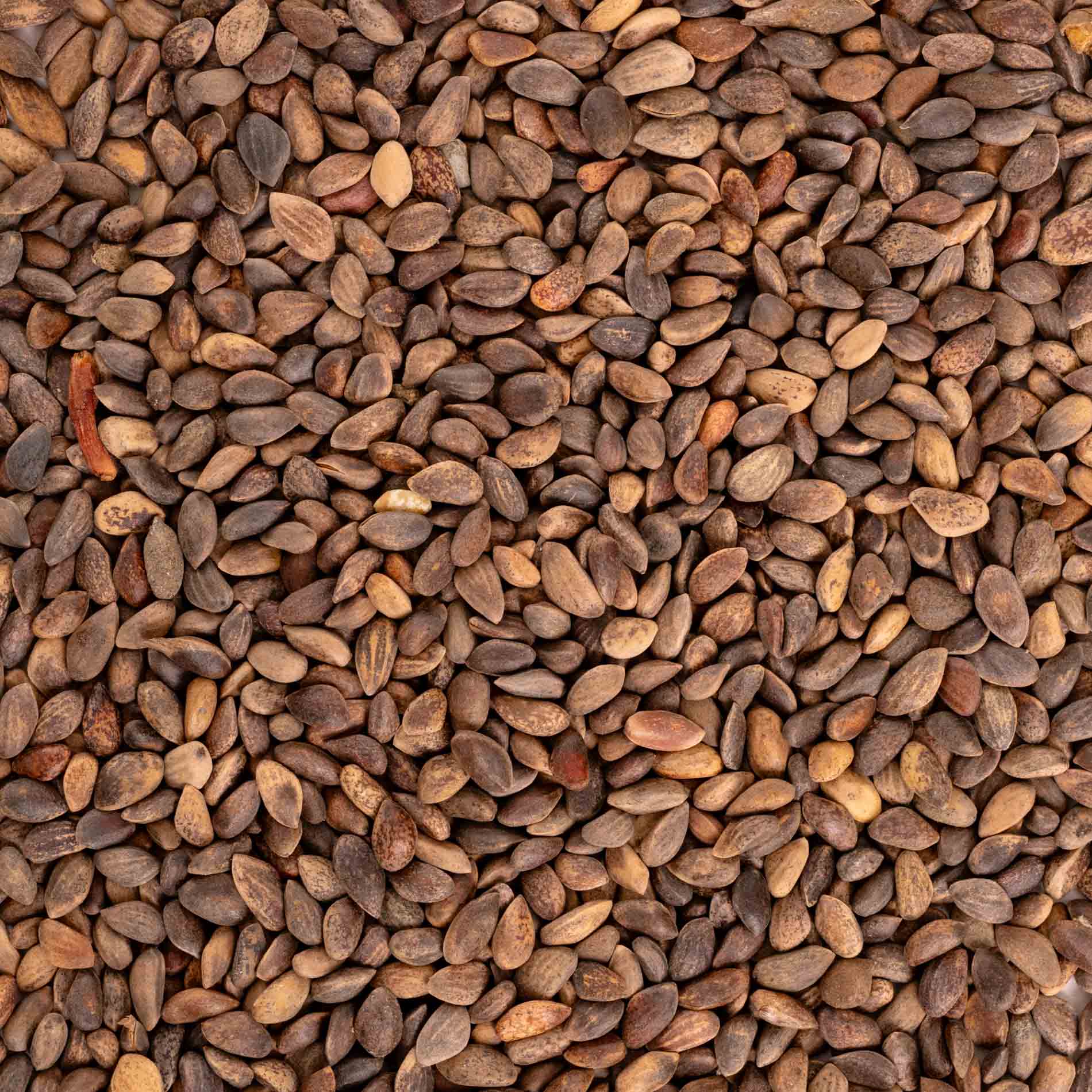 rico-s-futterkiste-baumsaat-vogelfutter-100-g-kiefernsaat image 3