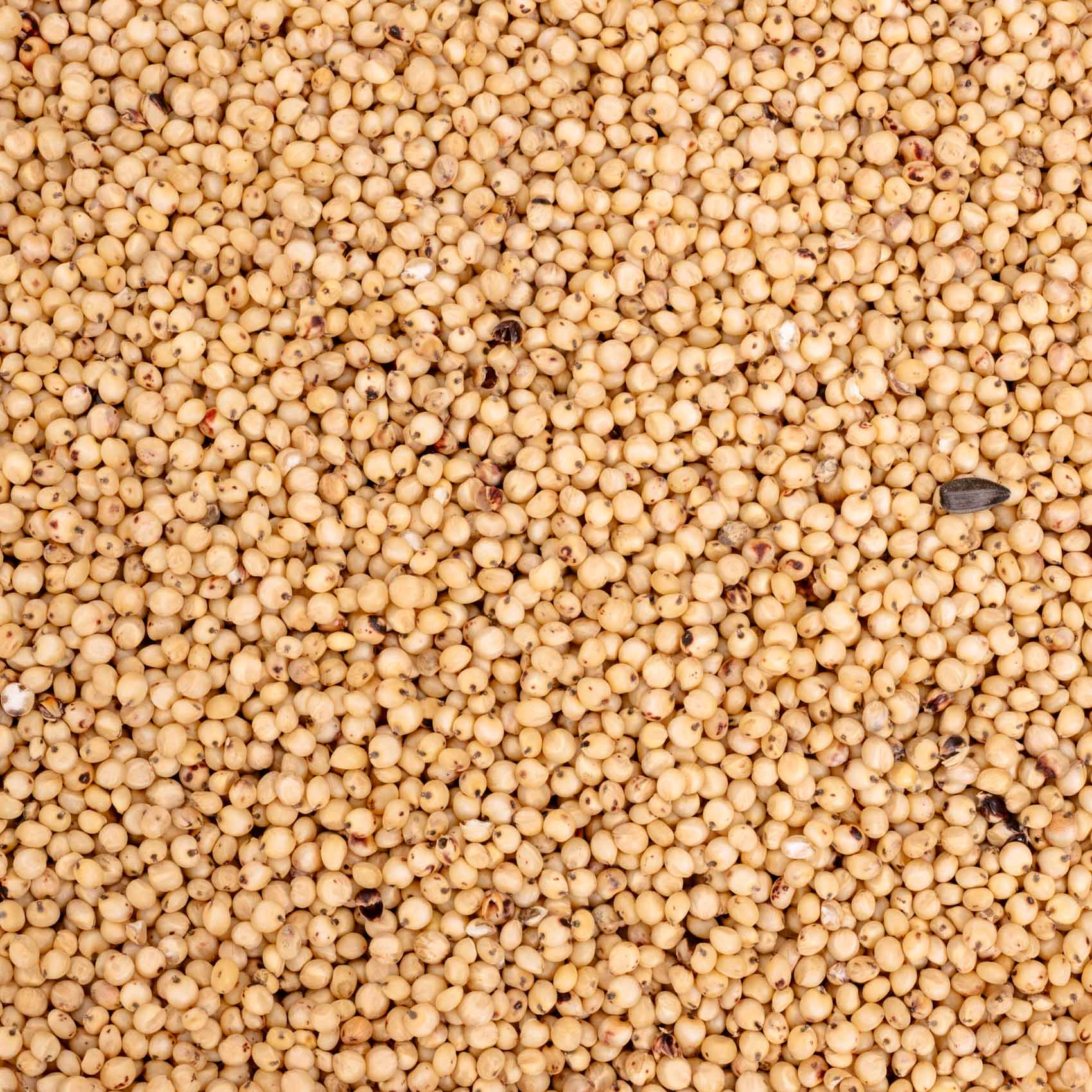rico-s-futterkiste-dari-wei-e-sorghum-500g-proteinreich image 2