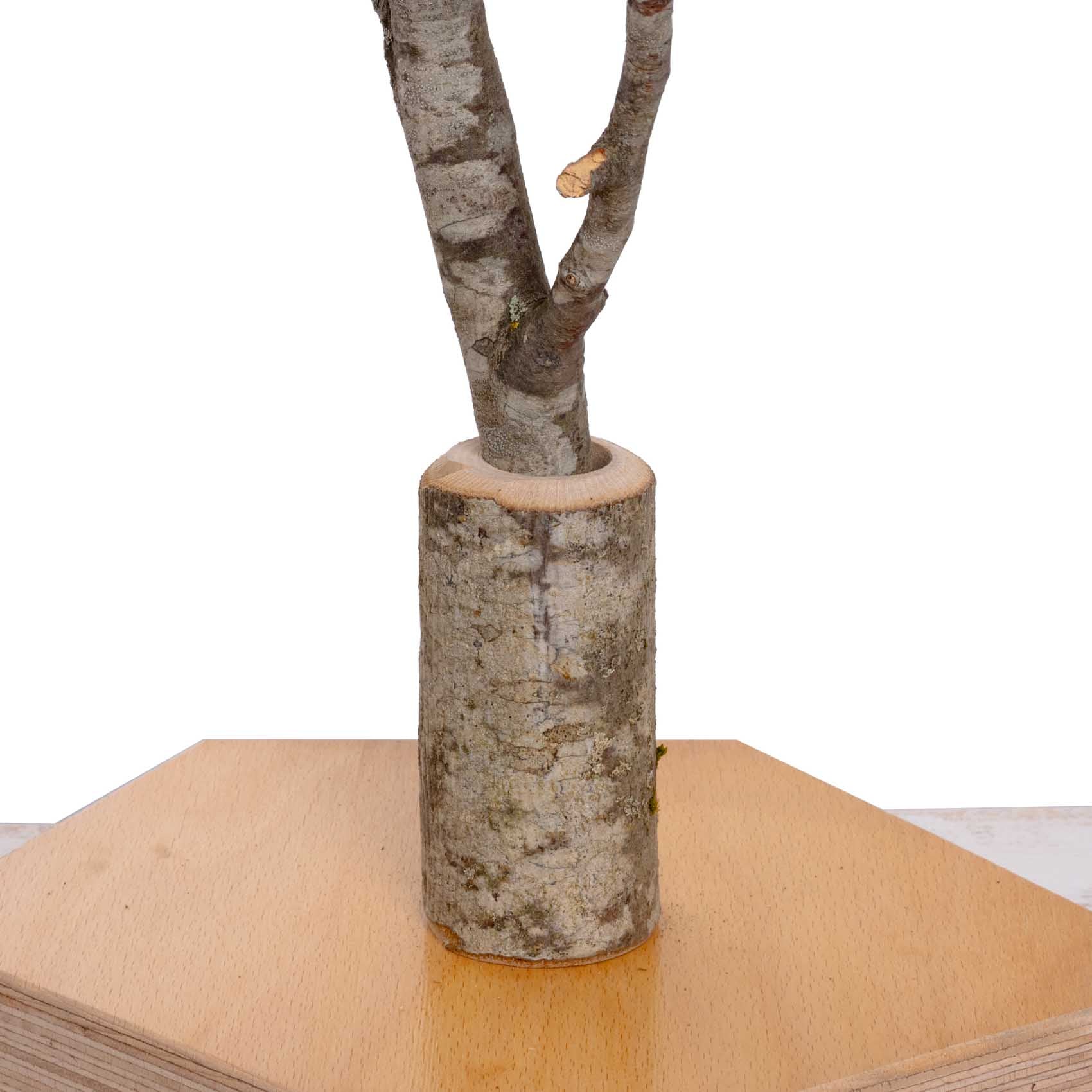 rico-s-futterkiste-asthalter-vario-freisitz-kleine-papageien image 6