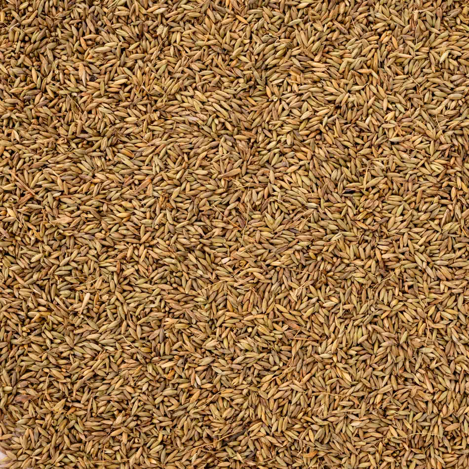 rico-s-futterkiste-pagima-green-vogelfutter-einzelsaat-100-g-ballaststoffe image 2