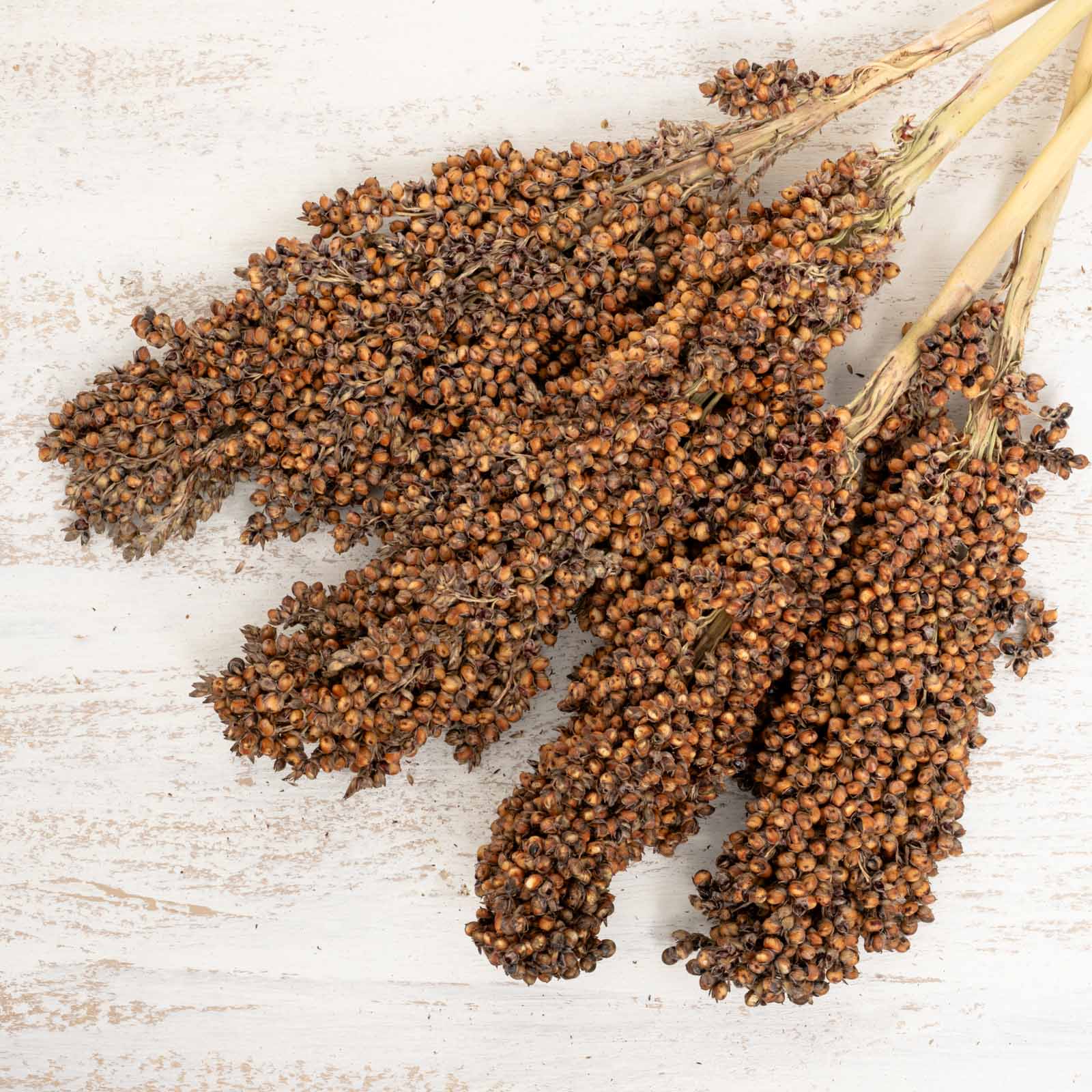 rico-s-futterkiste-sorghum-gro-rispenhirse-vogelfutter-200-g image 2