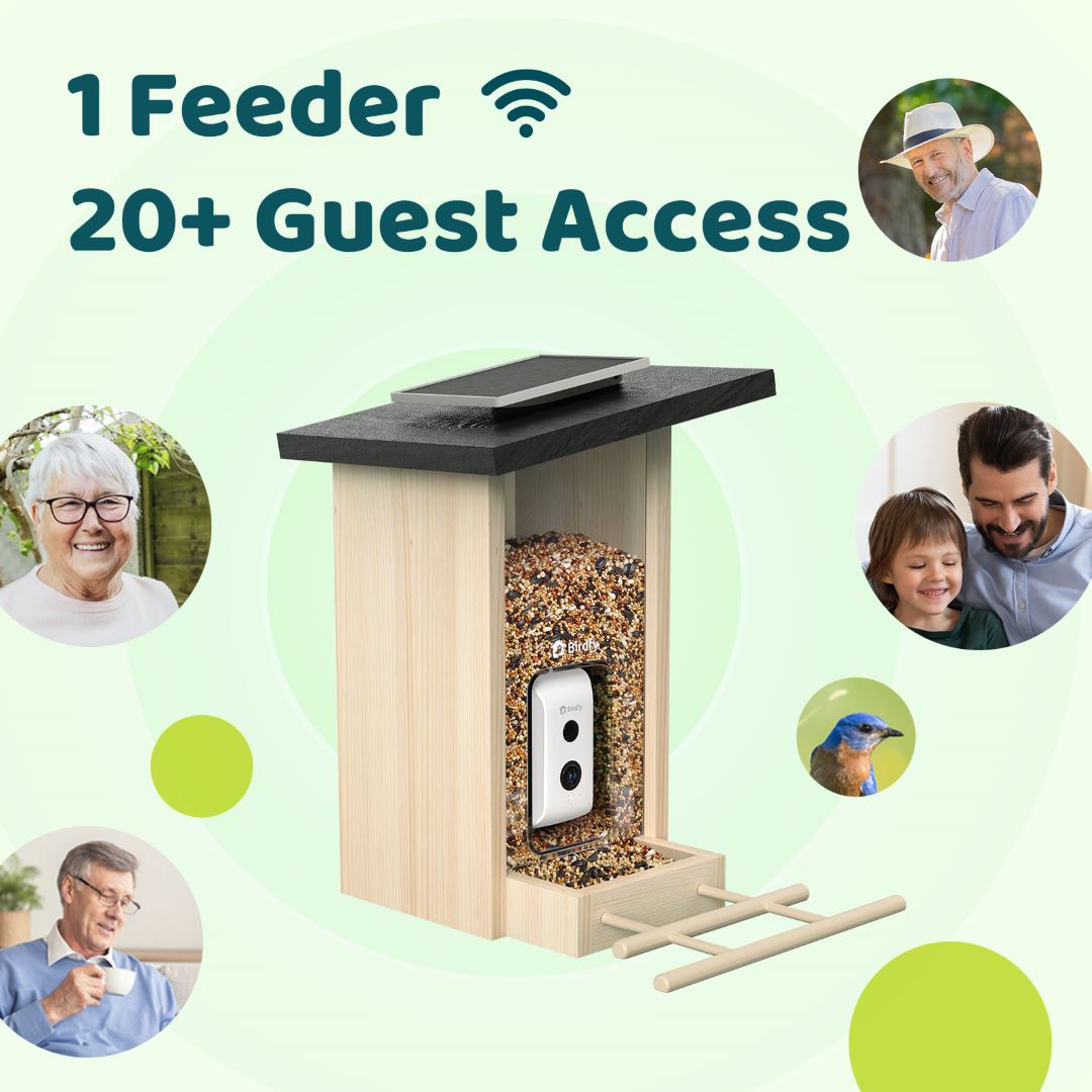 birdfy-feeder-ebony-vogelhaus-holz-mit-kamera-1080p image 7
