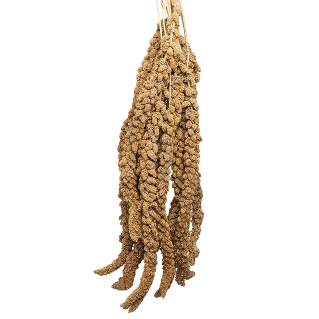 rico-s-futterkiste-gelbe-kolbenhirse-frankreich-500-g image 1