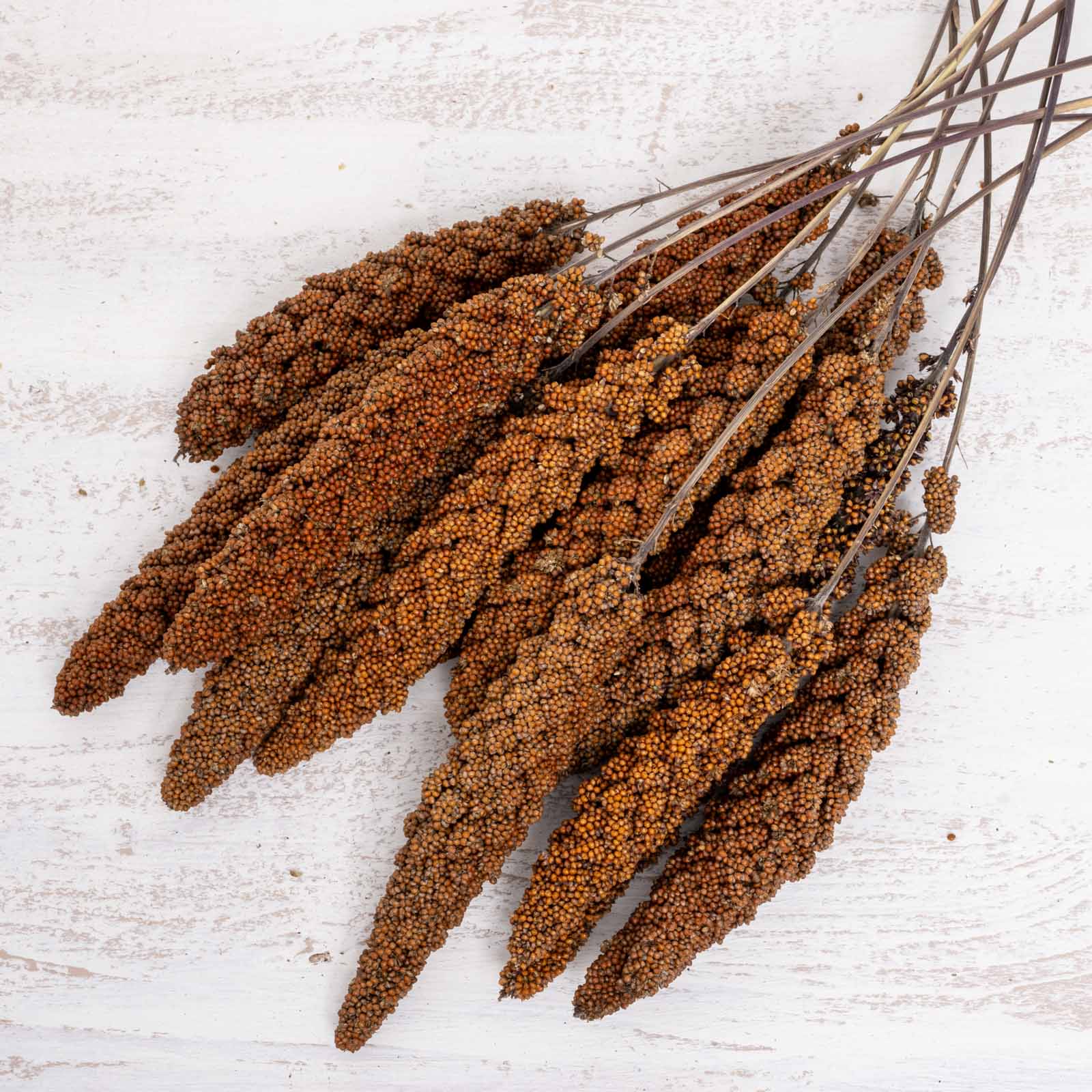 rico-s-futterkiste-einzelsaaten-rote-kolbenhirse-vogelfutter-500-g image 2