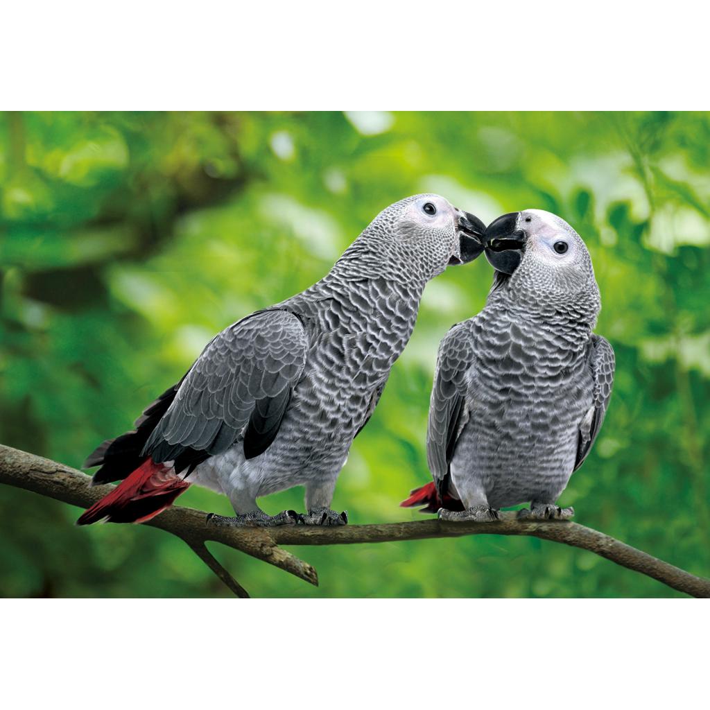 rico-s-futterkiste-graupapagei-postkarte-3d-16x11cm-geschenk image 1