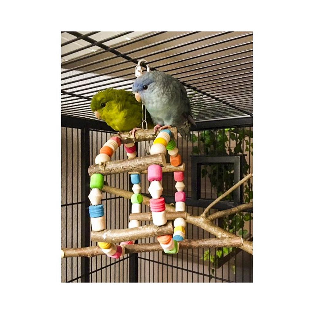 rico-s-futterkiste-buntes-schaukelrad-sittichspielzeug-holz-15-cm image 3