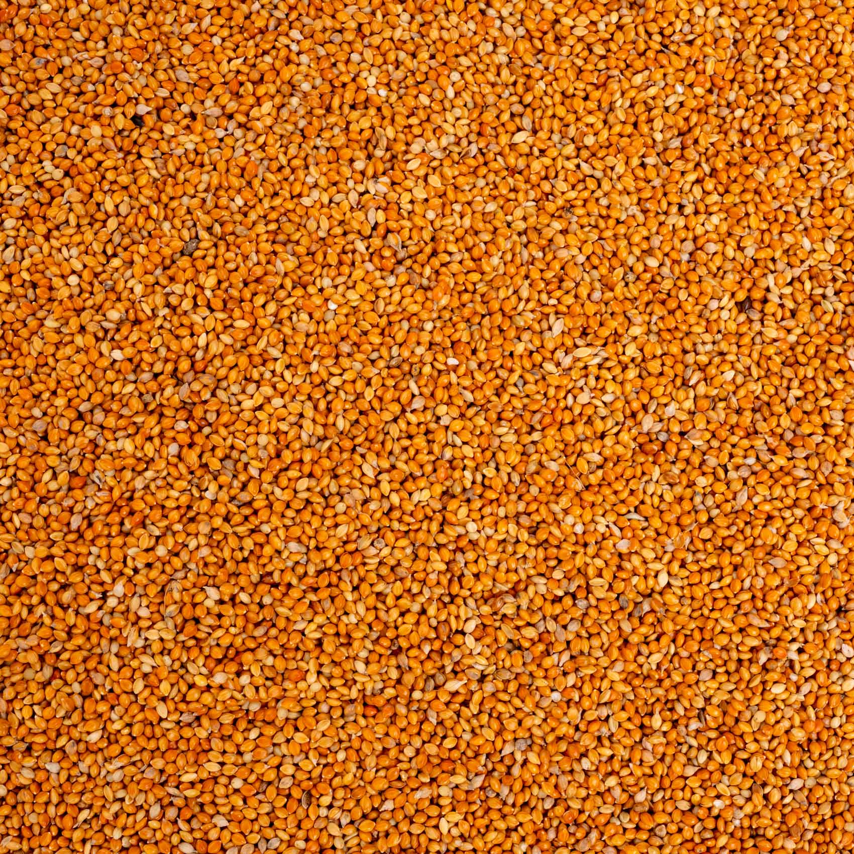 rico-s-futterkiste-mannahirse-vogelfutter-500-g-feink-rnig image 2