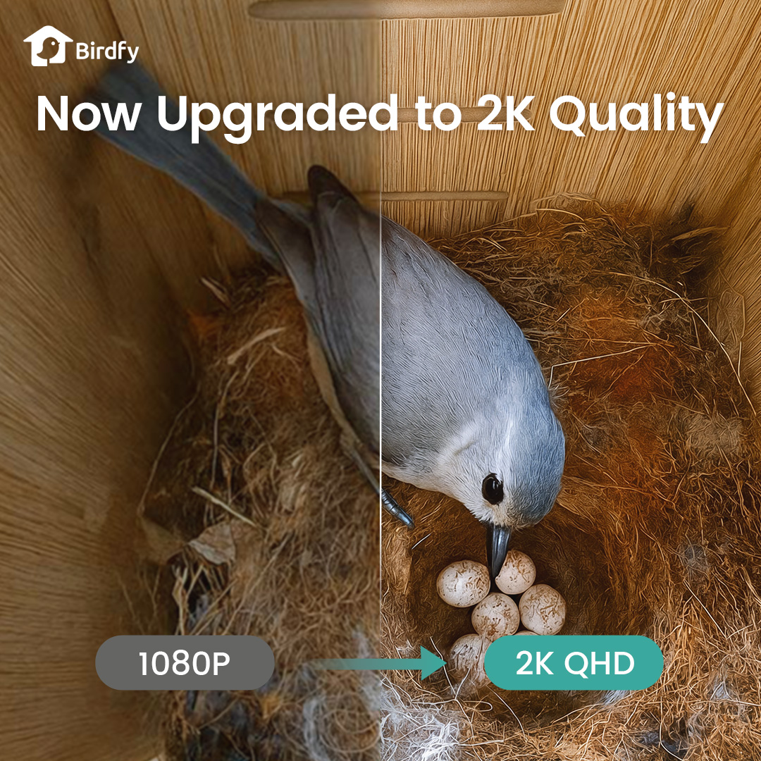 birdfy-nest-duo-nistkasten-mit-2-kameras-bambus-2mp image 2
