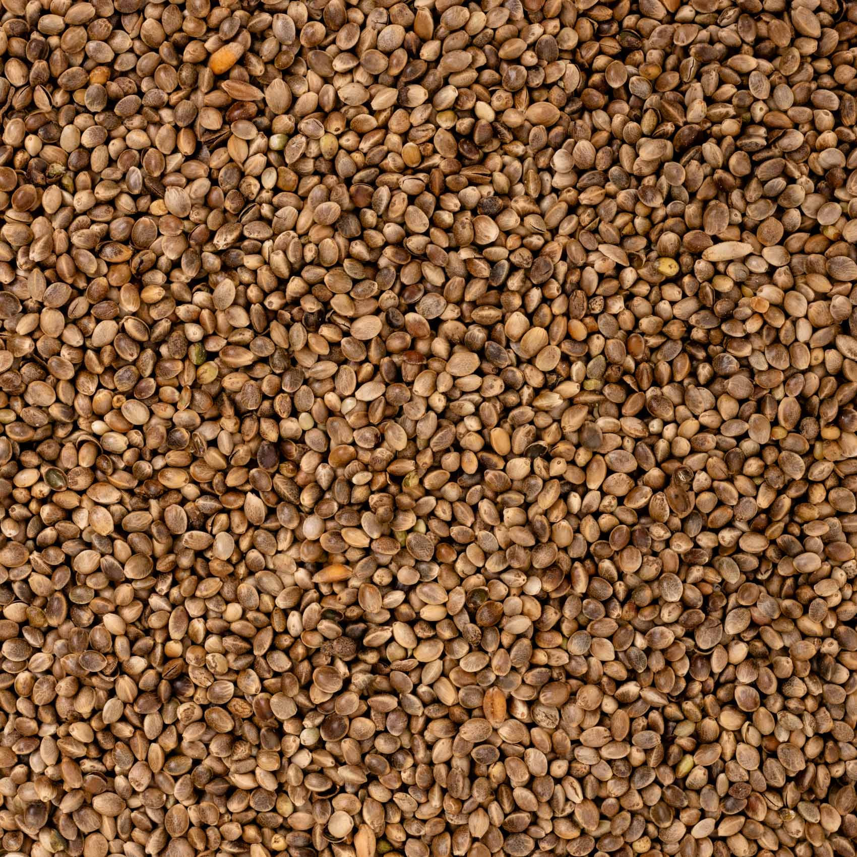 rico-s-futterkiste-einzelsaaten-hanf-vogelfutter-500-g-proteinreich image 2
