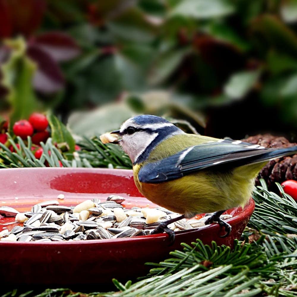 klasebo-vogelfutter-sonnenblumenkerne-schwarz-20kg image 2