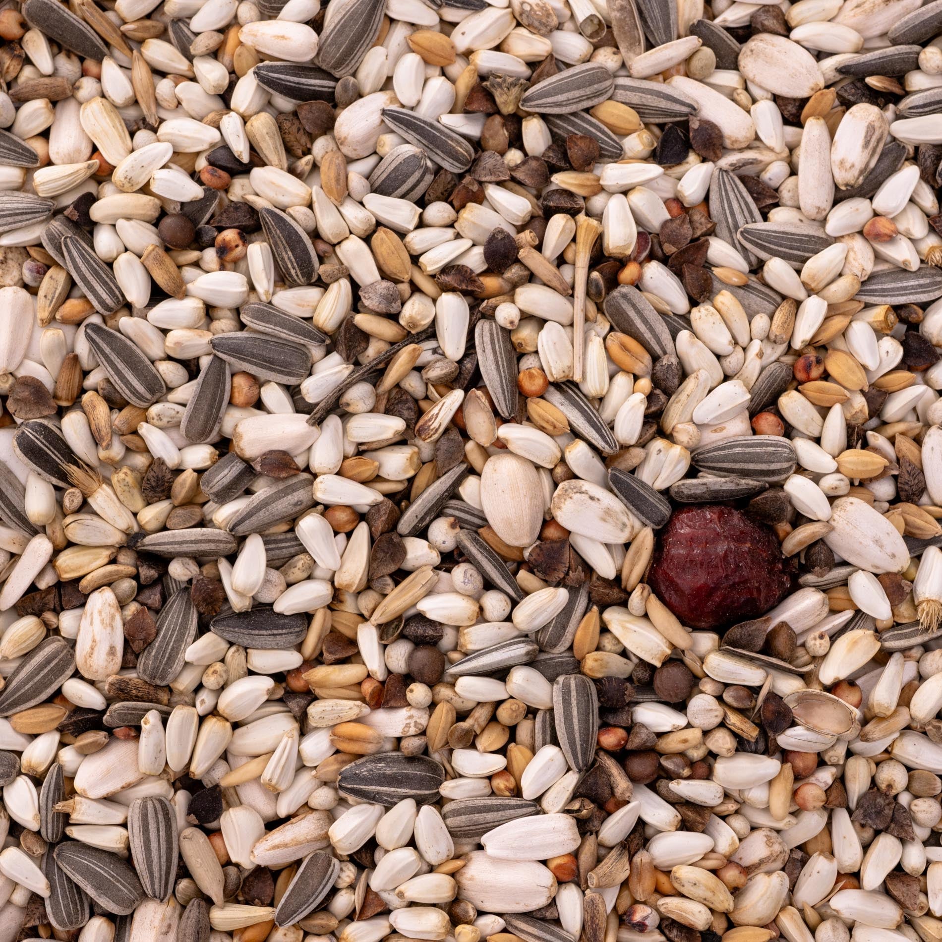 rico-s-futterkiste-papageienfutter-kleine-papageien-k-rnermischung-1-kg image 2