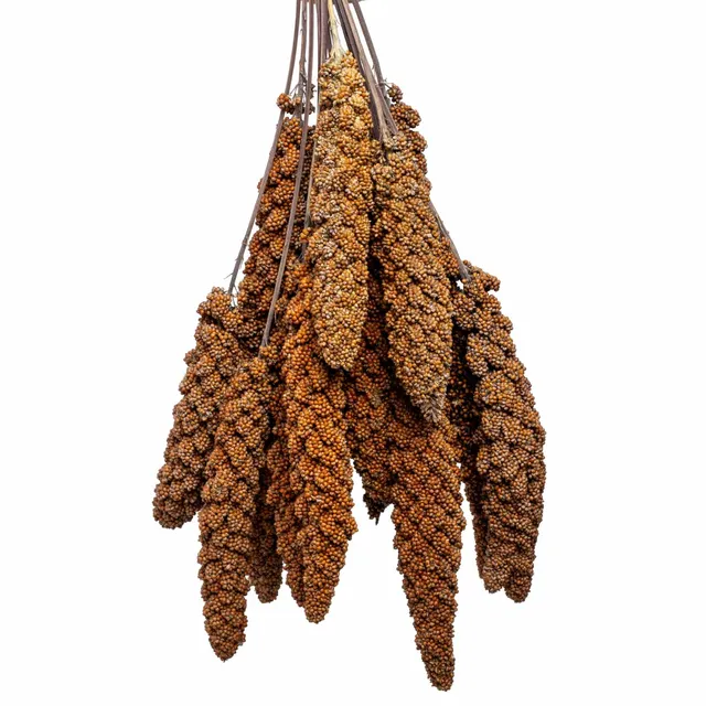 rico-s-futterkiste-einzelsaaten-rote-kolbenhirse-vogelfutter-500-g image 1