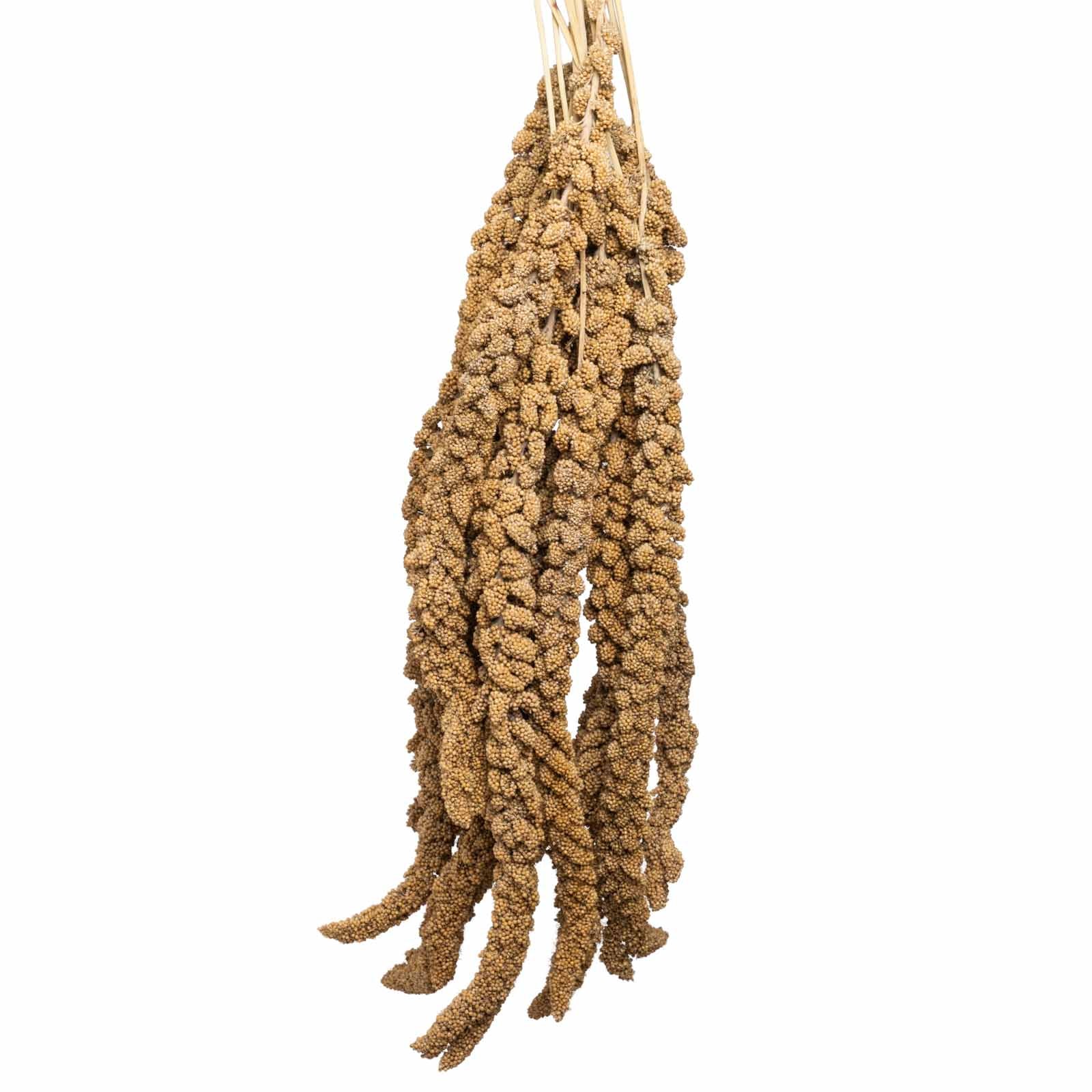 rico-s-futterkiste-gelbe-kolbenhirse-frankreich-500-g image 1