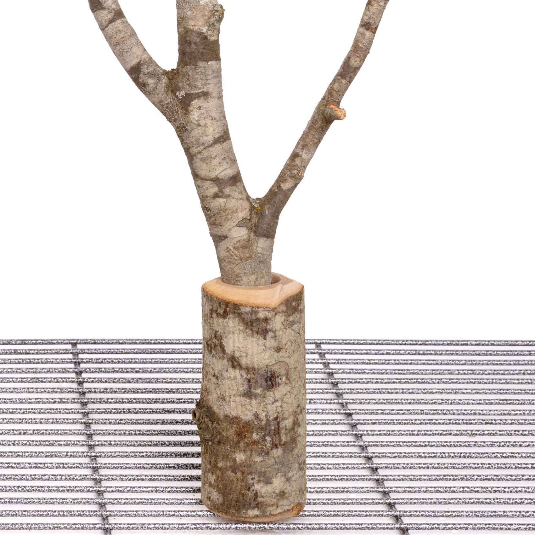 rico-s-futterkiste-asthalter-vario-freisitz-kleine-papageien image 2