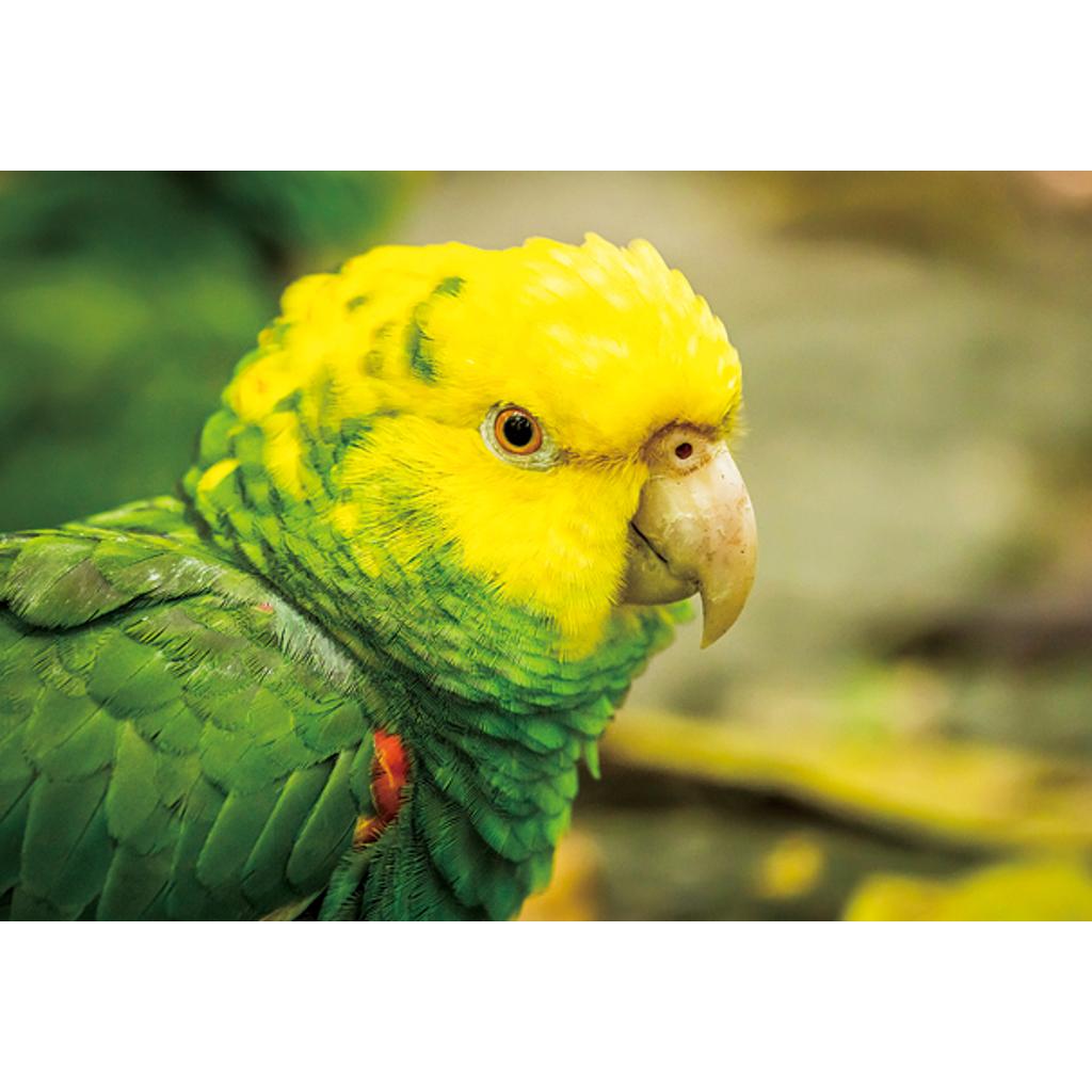 rico-s-futterkiste-postkarte-doppelgelbkopfamazone-3d-16x11-cm image 1