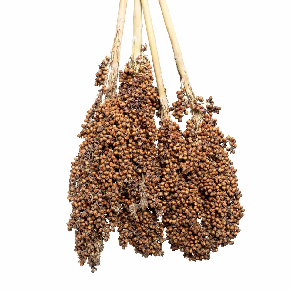 rico-s-futterkiste-sorghum-gro-rispenhirse-vogelfutter-200-g image 1