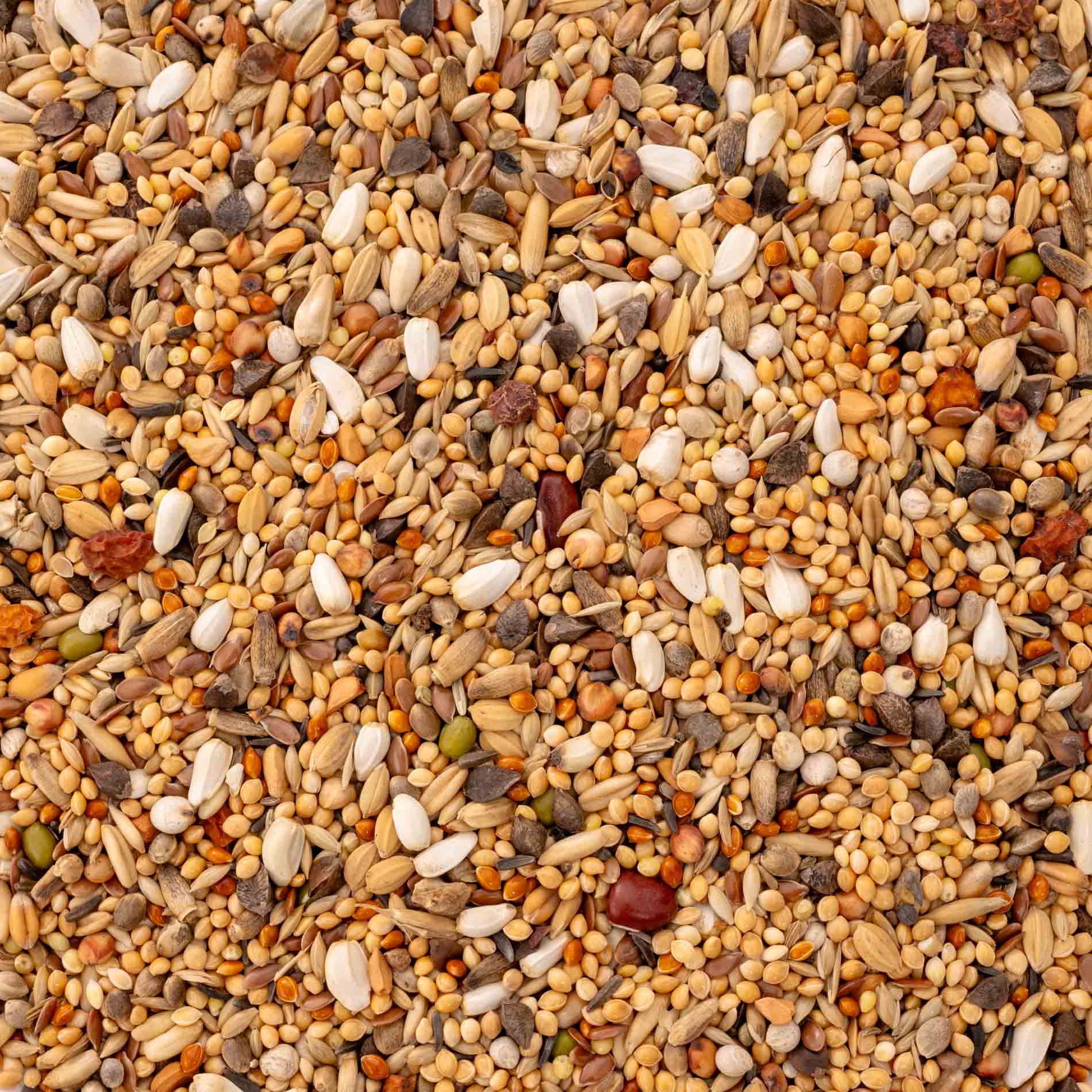 rico-s-futterkiste-gro-sittich-spezial-3-vogelfutter-1-kg-ohne-sonnenblumen image 3