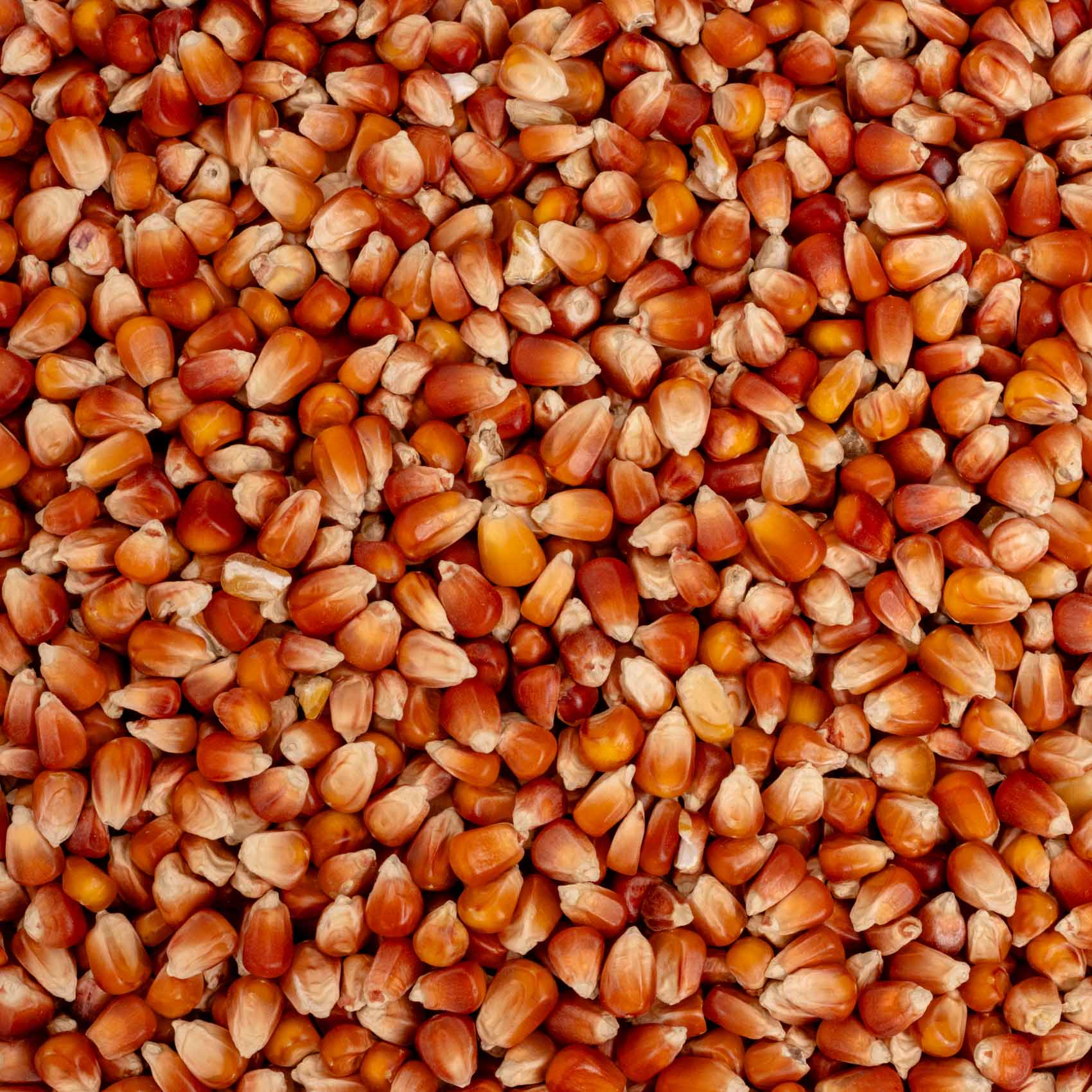 rico-s-futterkiste-perlmais-rot-vogelfutter-500-g image 2