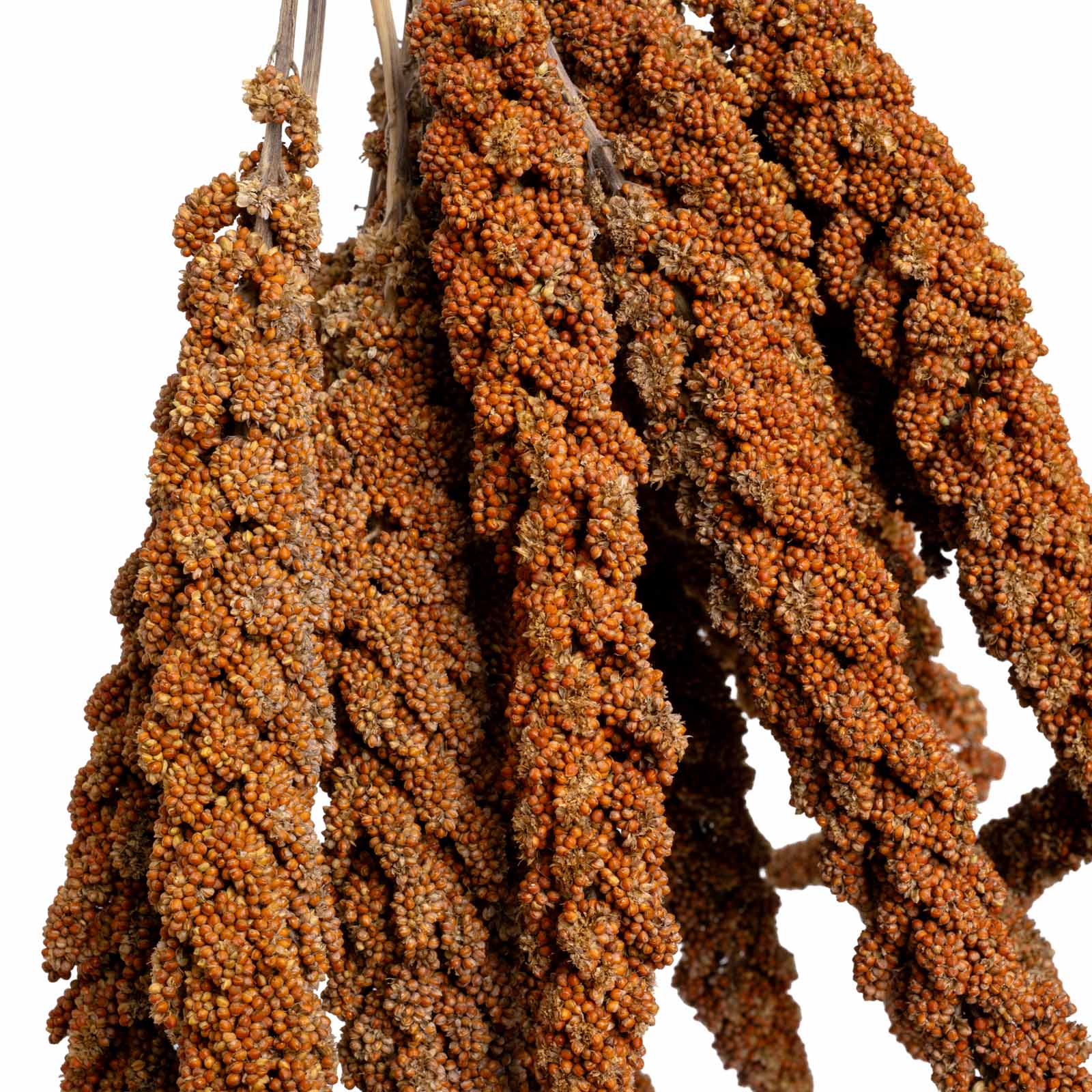 rico-s-futterkiste-rote-hirse-vogelfutter-frankreich-500-g image 2