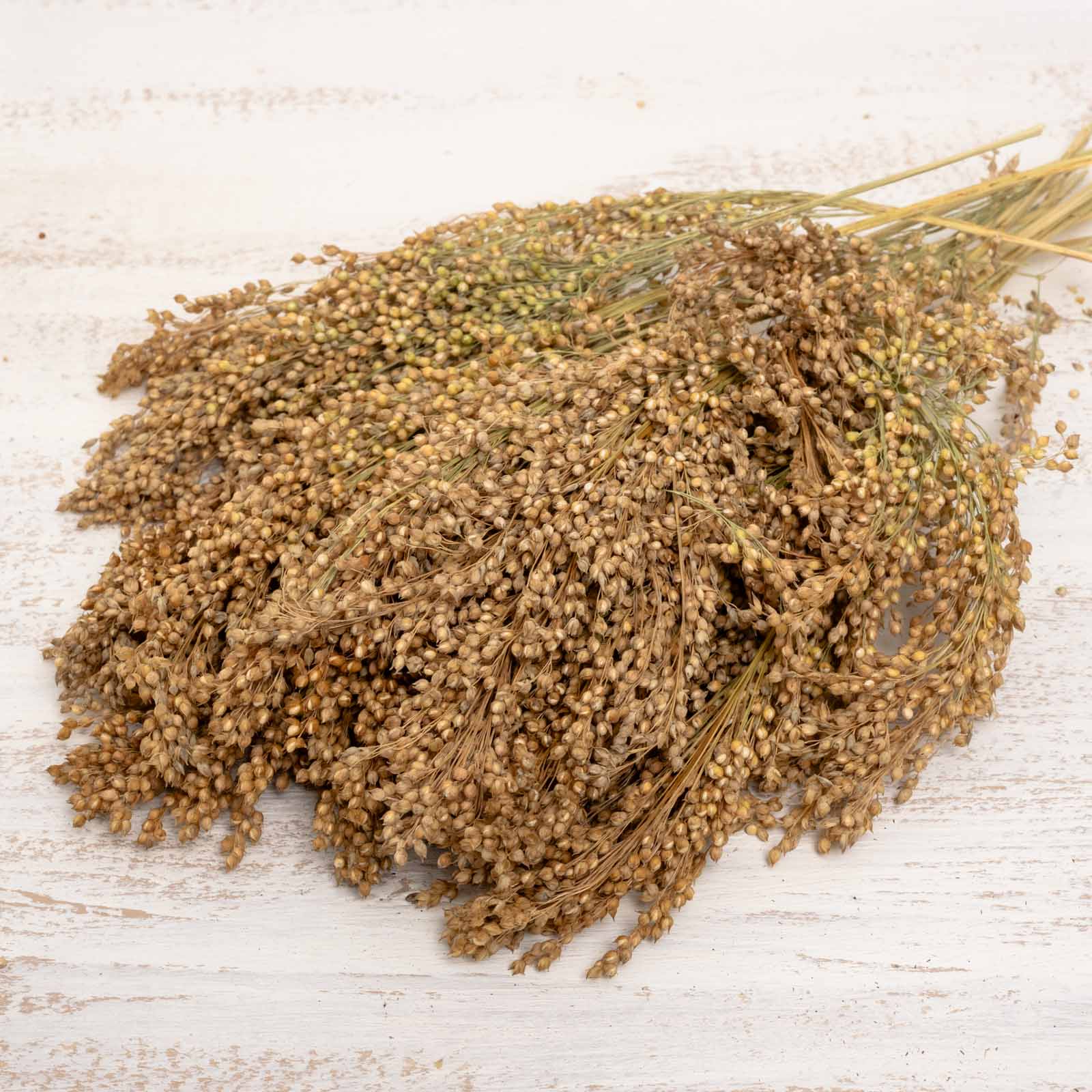 rico-s-futterkiste-einzelsaaten-silberhirse-rispen-500-g image 2