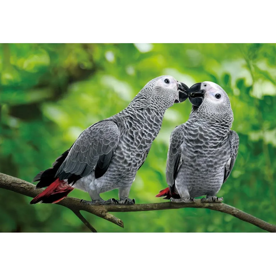 rico-s-futterkiste-graupapagei-postkarte-3d-16x11cm-geschenk image 1