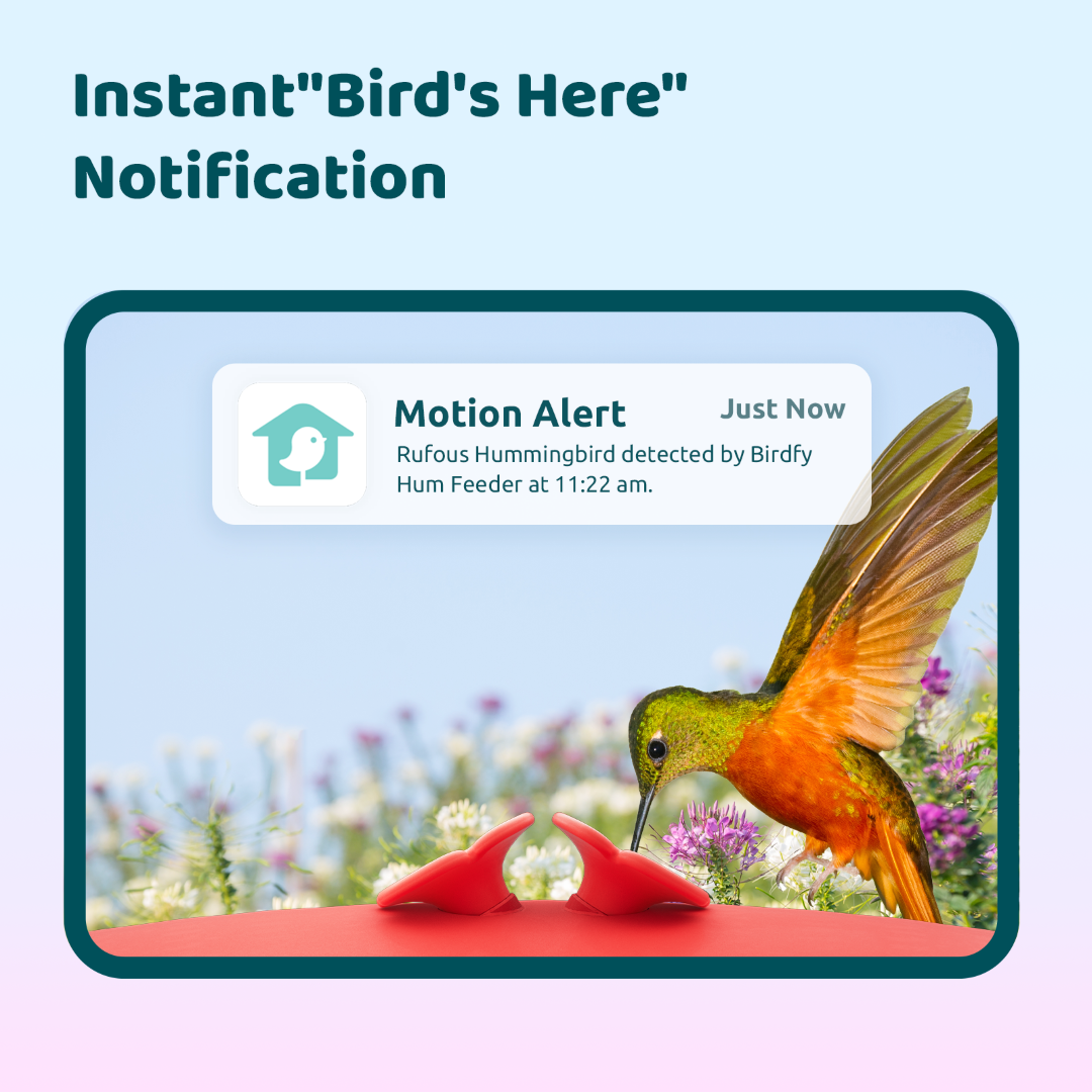 birdfy-hum-feeder-kolibri-futterspender-kamera-ameisenschutz image 4
