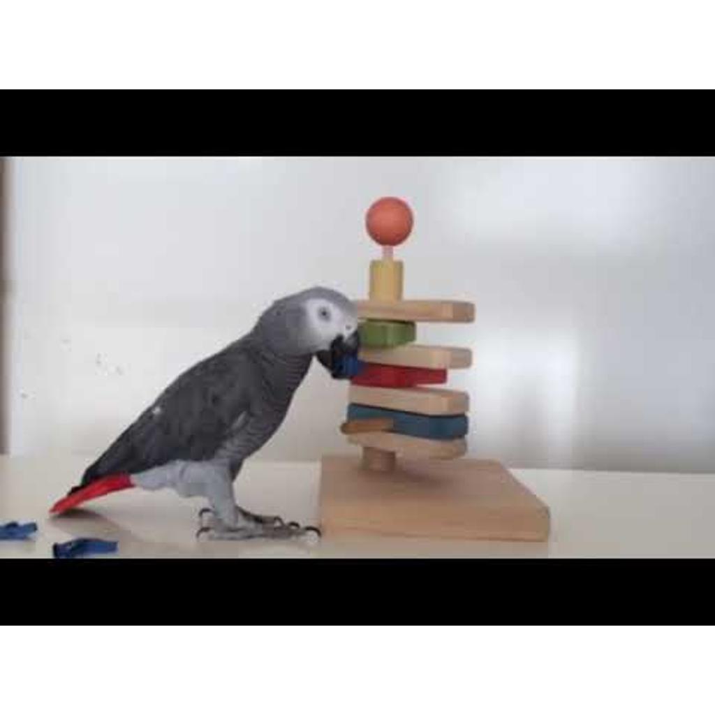 rico-s-futterkiste-leckeri-ampel-intelligenzspielzeug-papagei image 3