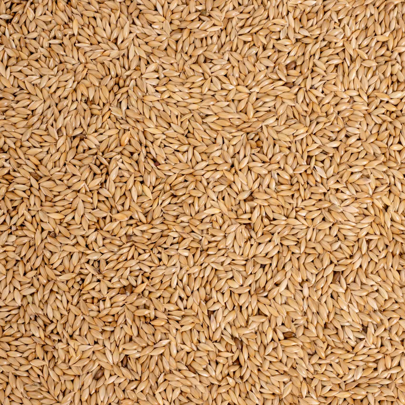 rico-s-futterkiste-kanariensaat-einzelsaat-500-g-proteinreich image 2