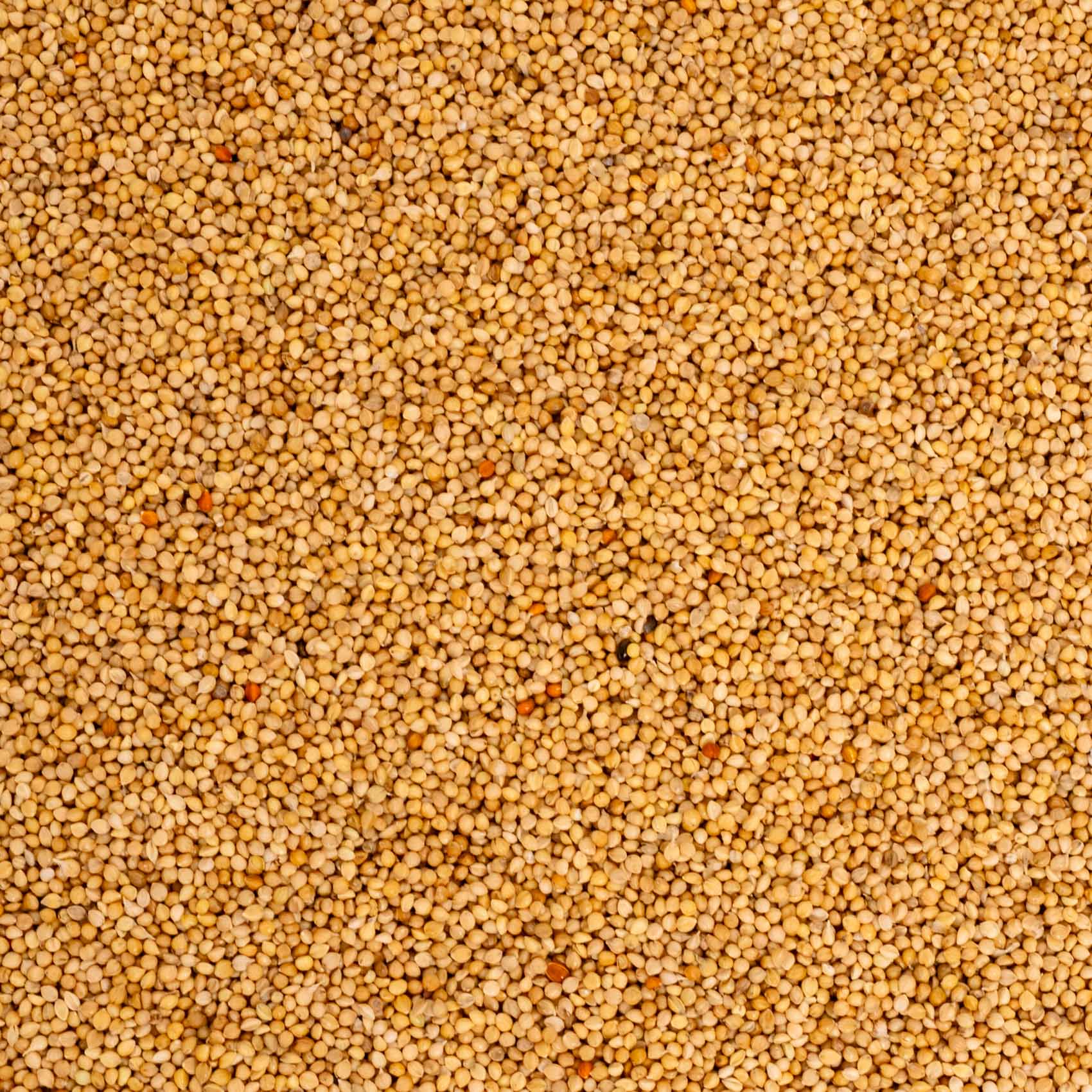 rico-s-futterkiste-einzelsaaten-senegalhirse-vogelfutter-500-g image 2