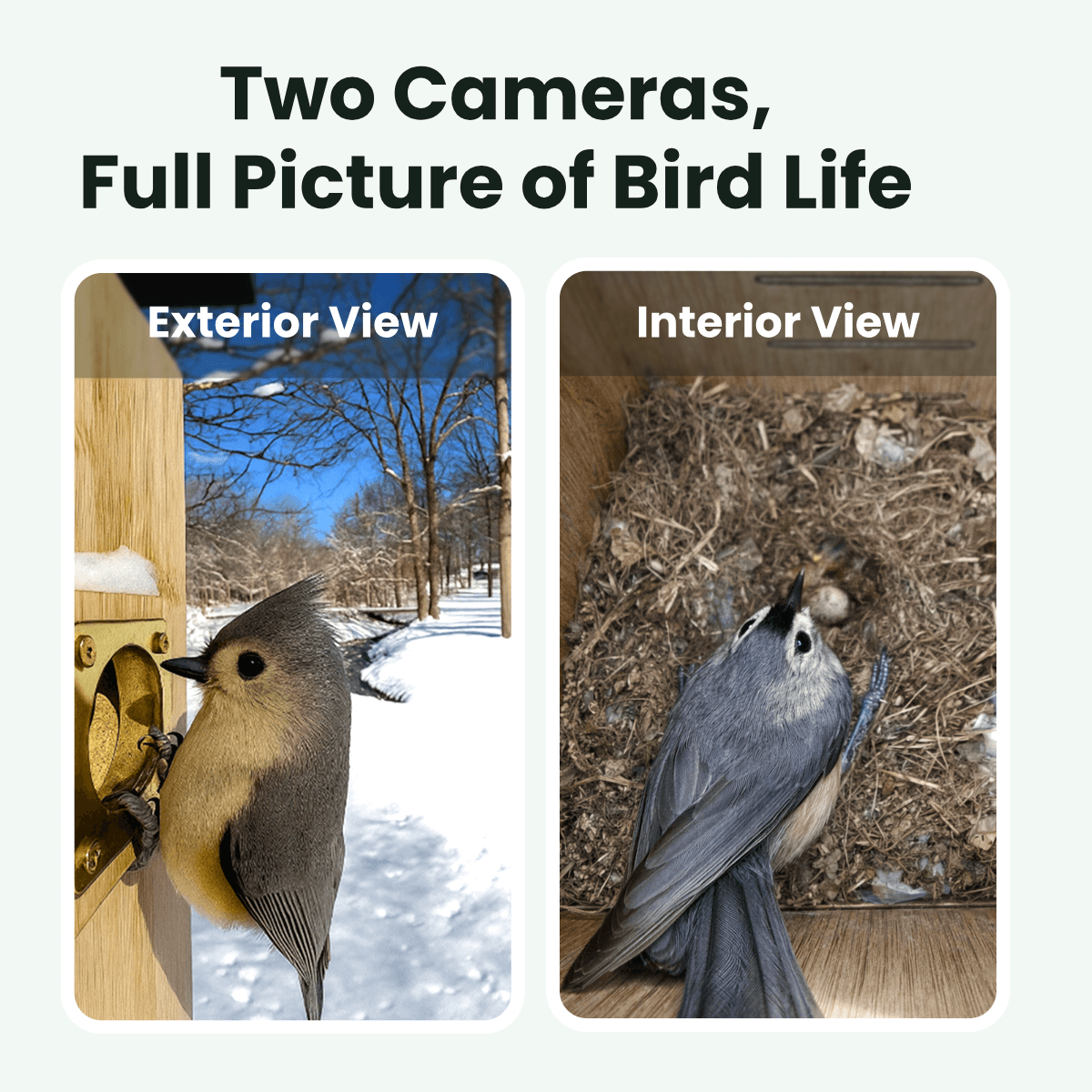 birdfy-nest-duo-nistkasten-mit-2-kameras-bambus-2mp image 4