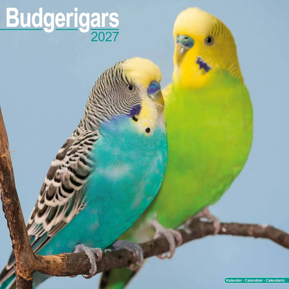 rico-s-futterkiste-kalender-wellensittiche-2027-wandkalender image 1