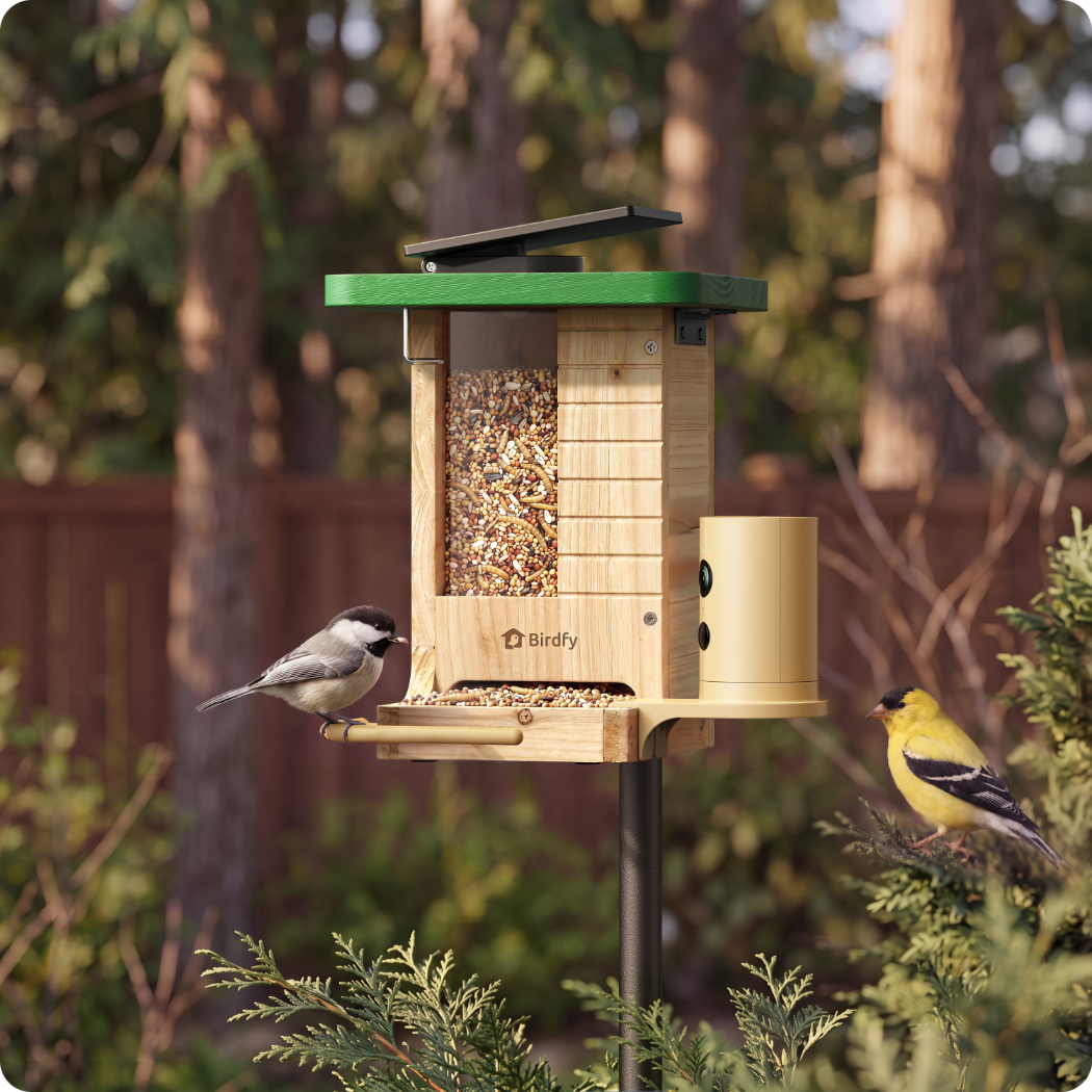 birdfy-feeder-wood-gift-set-vogelhaus-kamera-solar-holz image 6