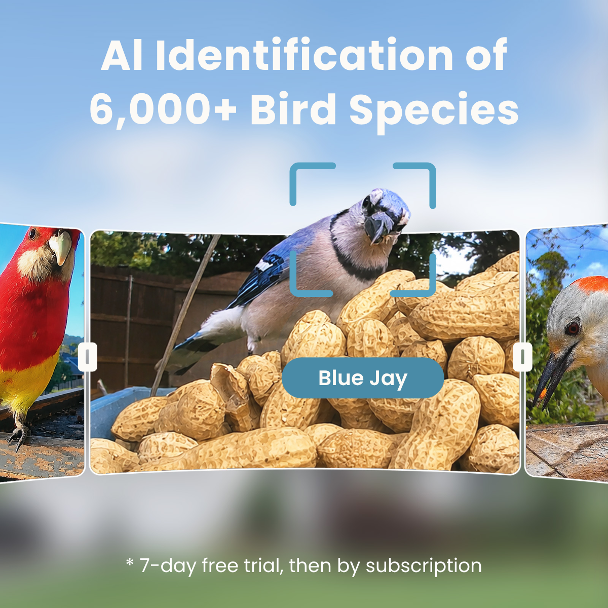 birdfy-add-ons-cam-2k-vogelkamera-f-r-futterstation-wlan image 6