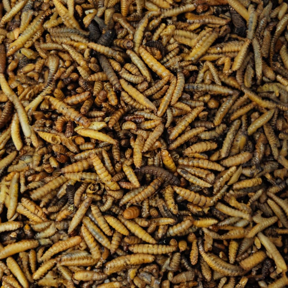 klasebo-soldatenfliegenlarven-getrocknet-5-kg-vogelfutter image 1