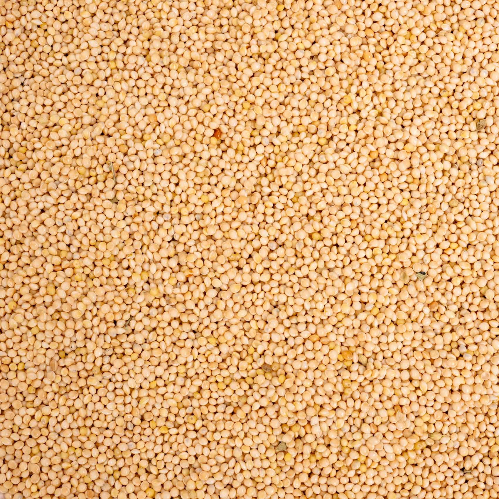 rico-s-futterkiste-silberhirse-lose-vogelfutter-500-g-bek-mmlich image 2