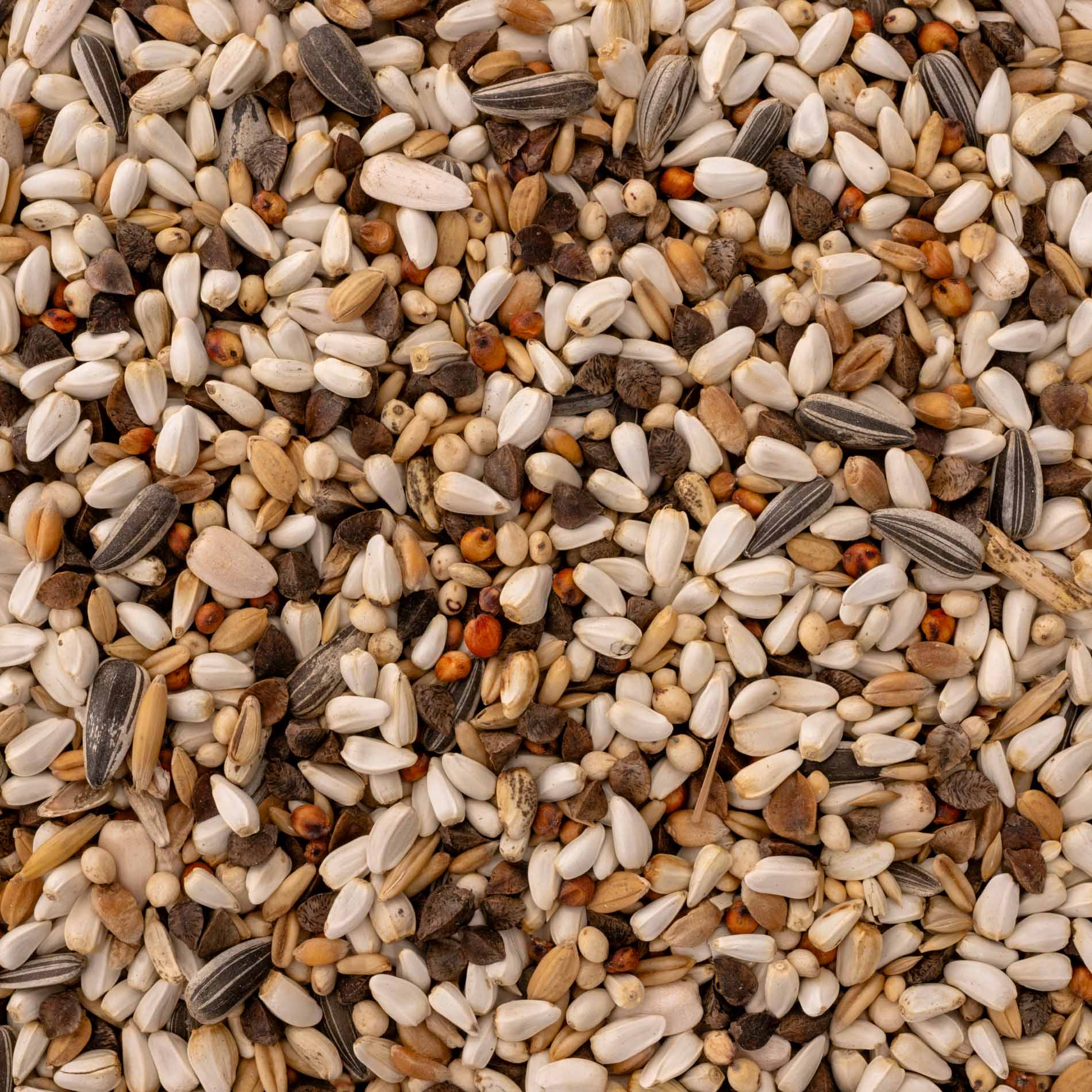 rico-s-futterkiste-amazonen-spezial-1-vogelfutter-1-kg-fettarm image 2