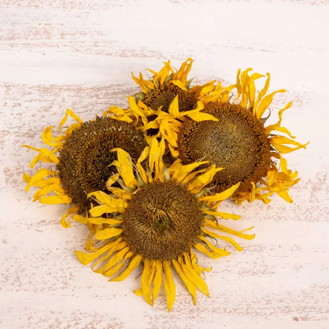 rico-s-futterkiste-sonnenblumen-k-pfchen-ganz-getrocknet-50-g-futter image 1