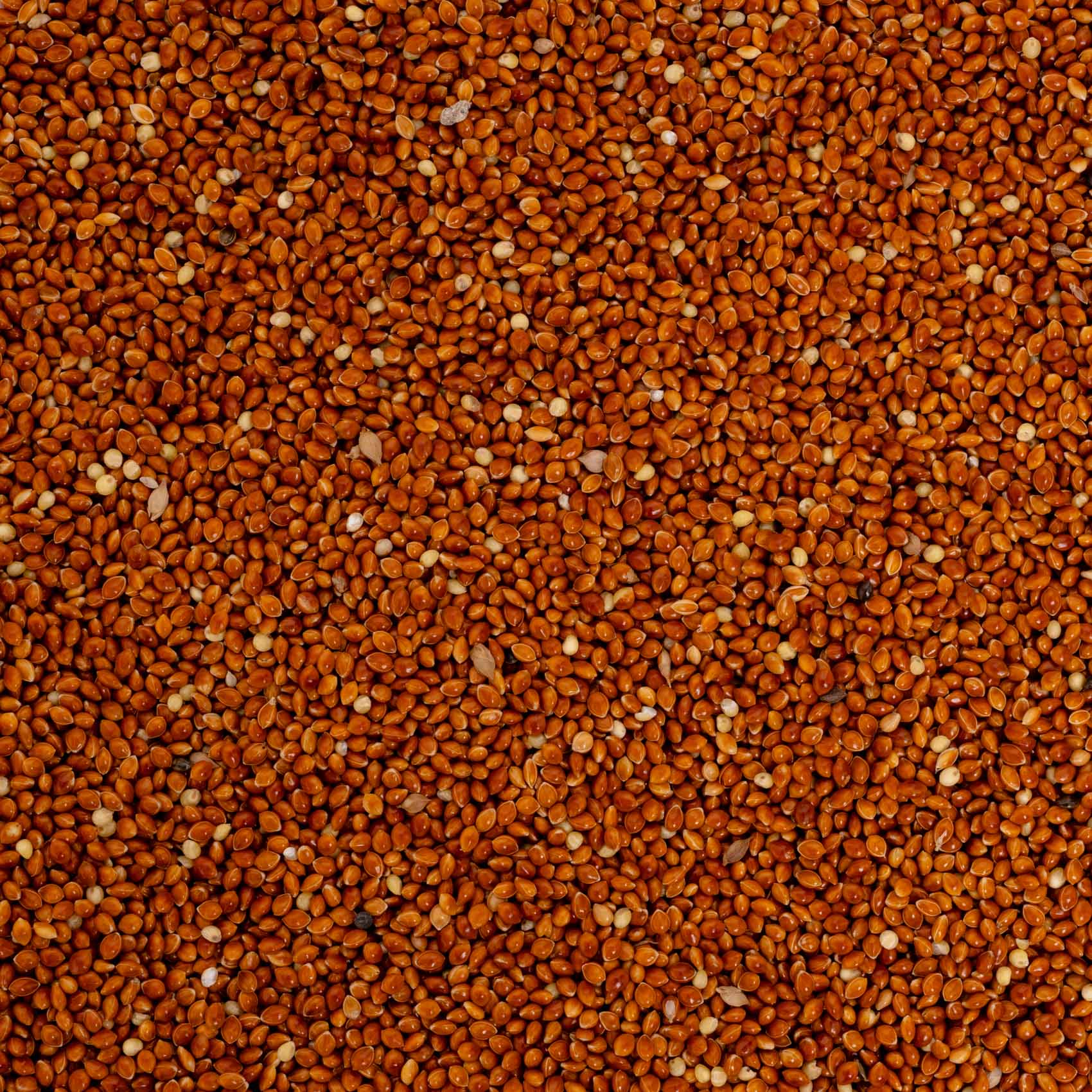 rico-s-rote-hirse-lose-einzelsaat-vogelfutter-500-g-energie image 2