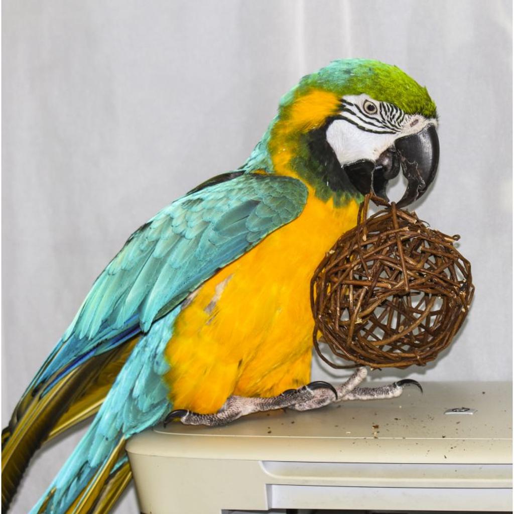 rico-s-futterkiste-weidenkugel-papageienspielzeug-natur-12-cm image 3