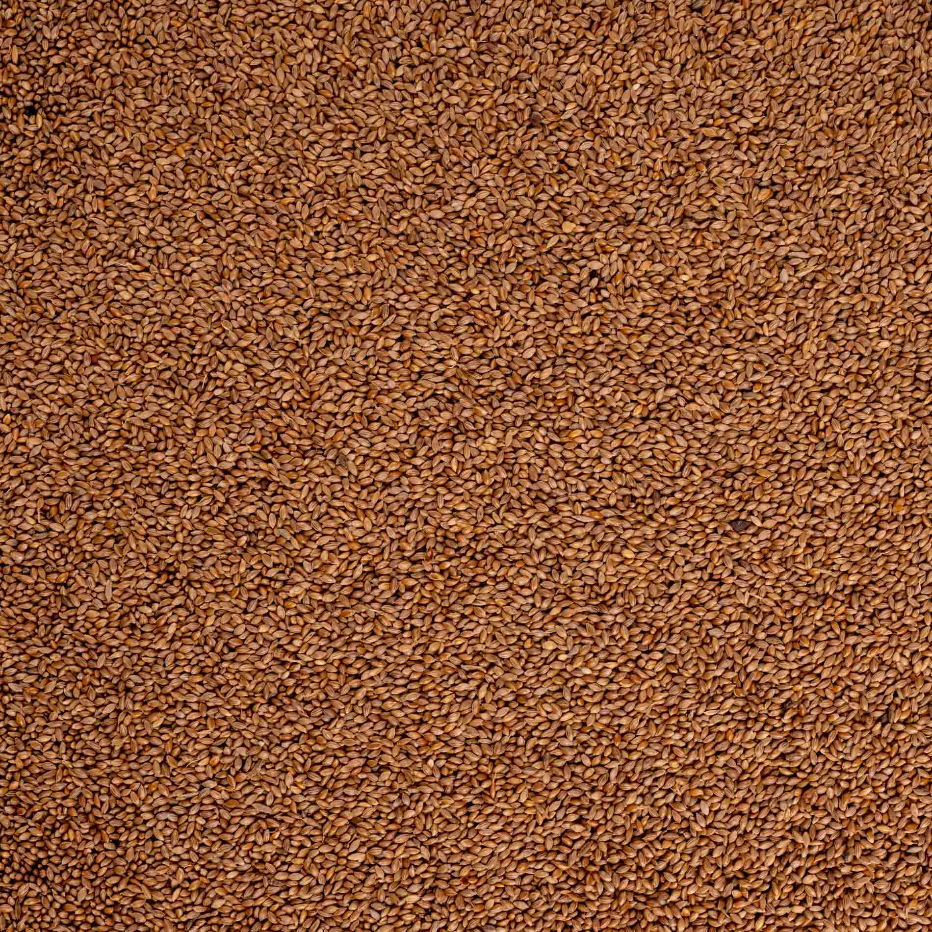 rico-s-futterkiste-fonio-power-seeds-vogelfutter-400-g image 2