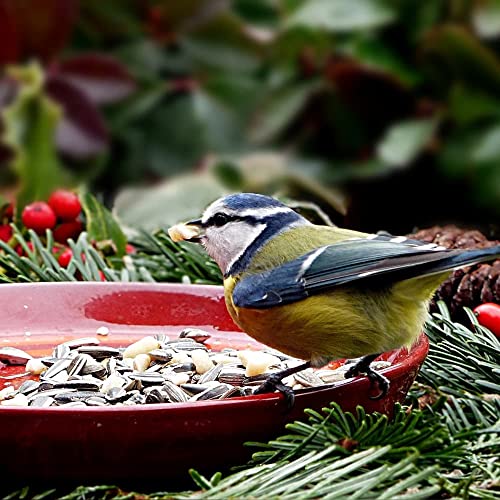 klasebo-vogelfutter-sonnenblumenkerne-schwarz-20kg image 4