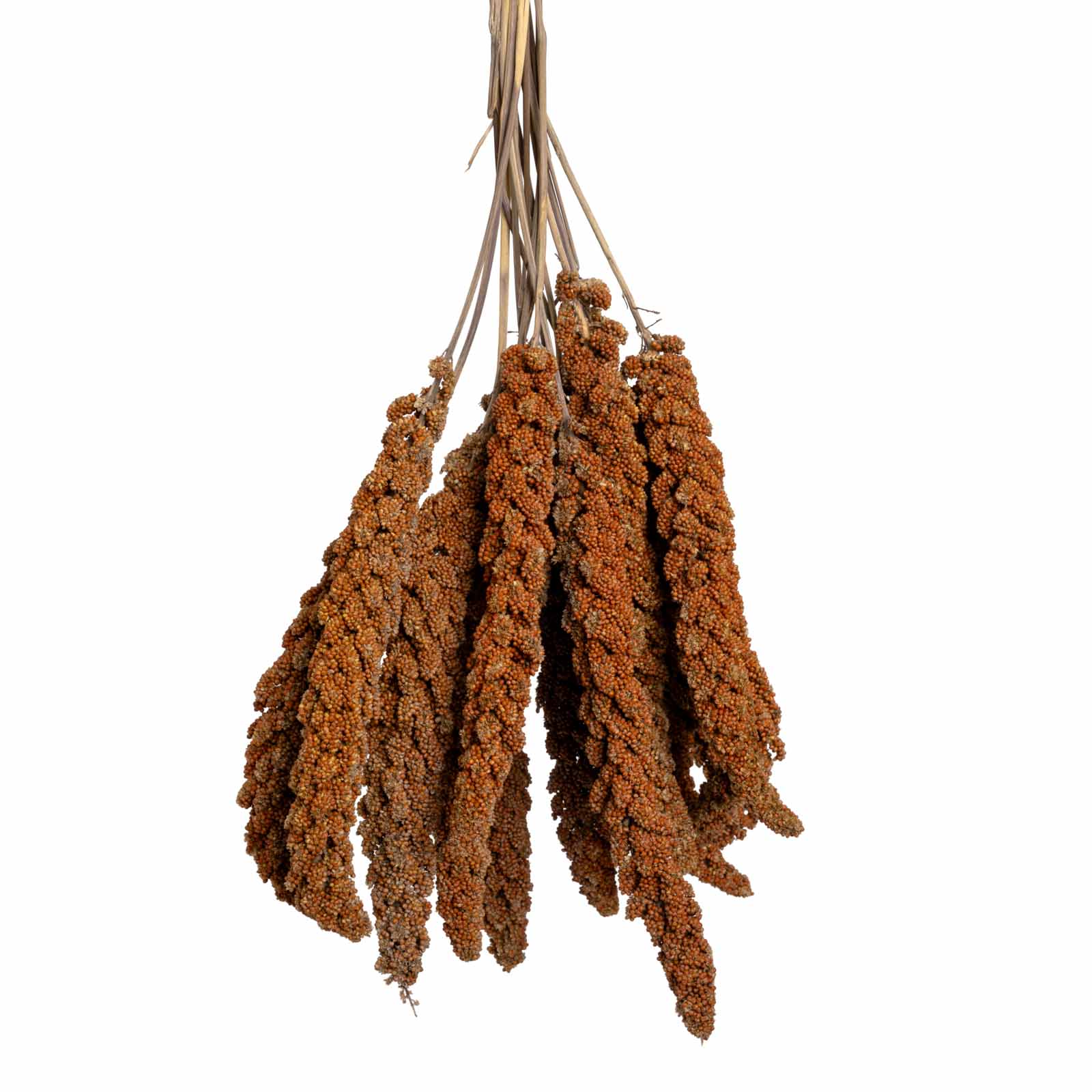 rico-s-futterkiste-rote-hirse-vogelfutter-frankreich-500-g image 1