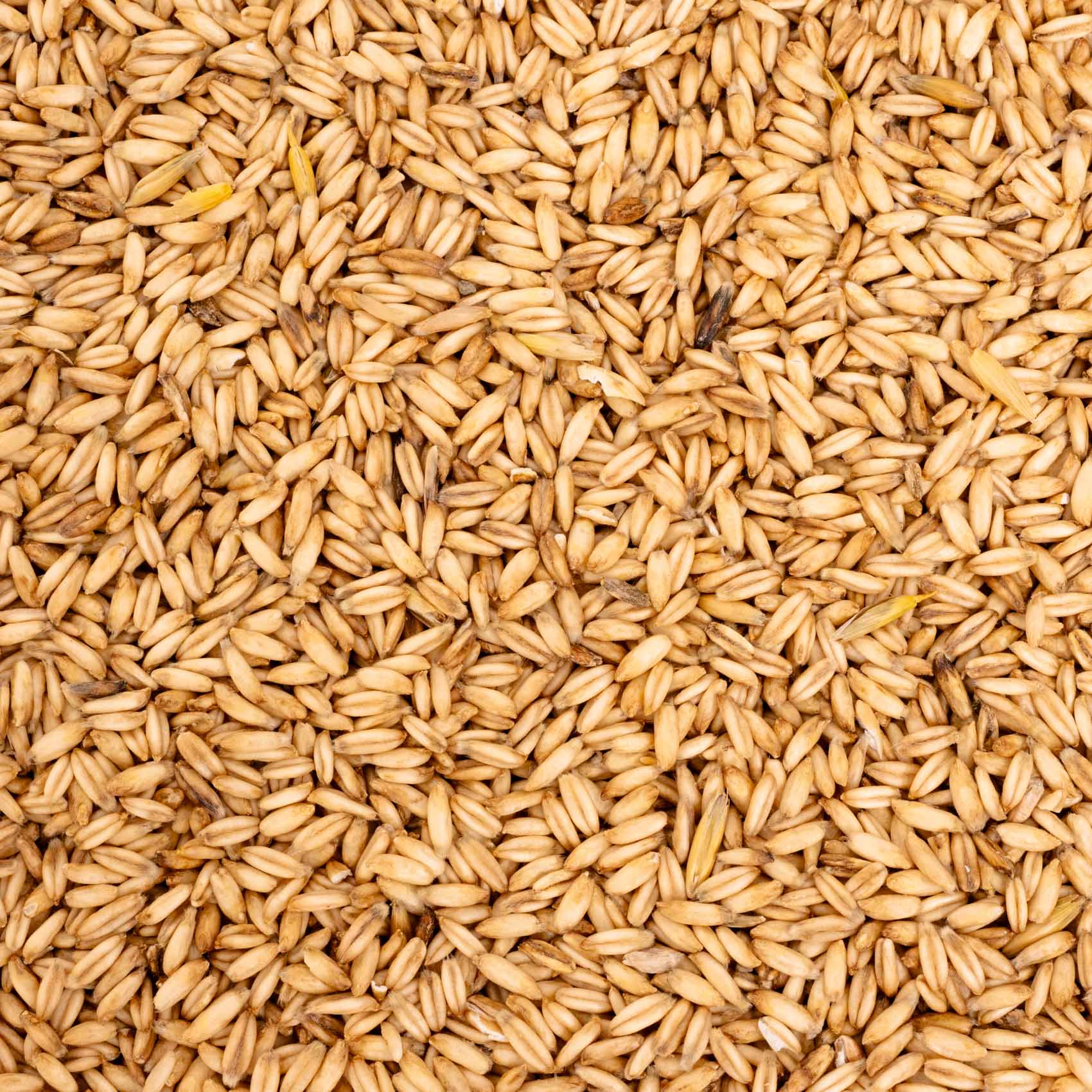 rico-s-futterkiste-einzelsaaten-nackthafer-vogelfutter-500-g-energiereich image 2