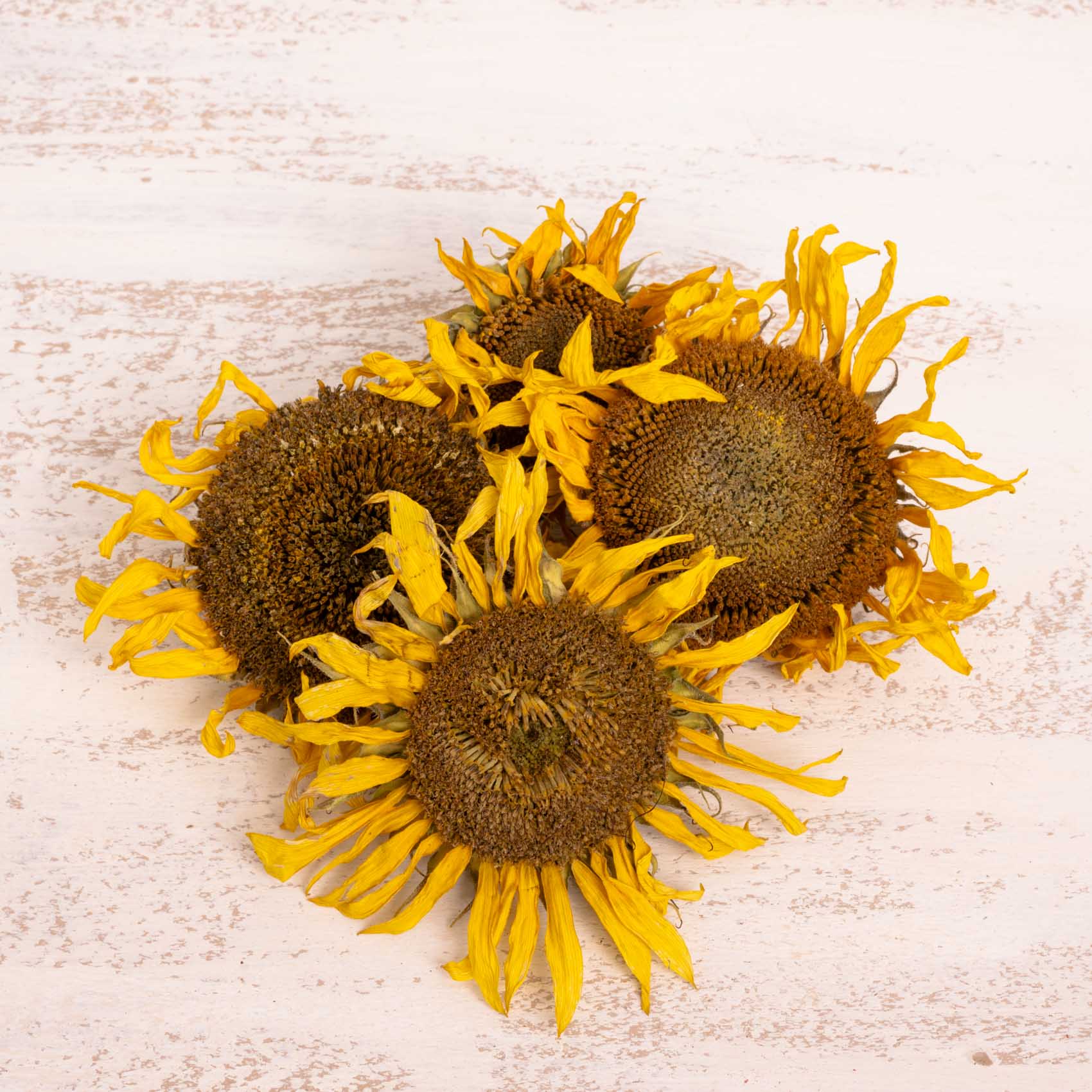 rico-s-futterkiste-sonnenblumen-k-pfchen-ganz-getrocknet-50-g-futter image 1