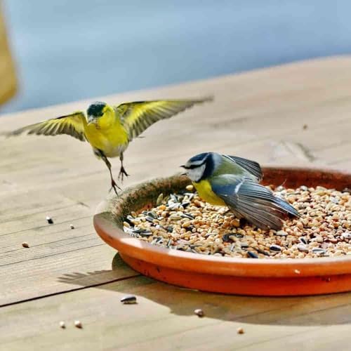 klasebo-vogelfutter-premium-4-jahreszeiten-streufutter-25-kg image 8
