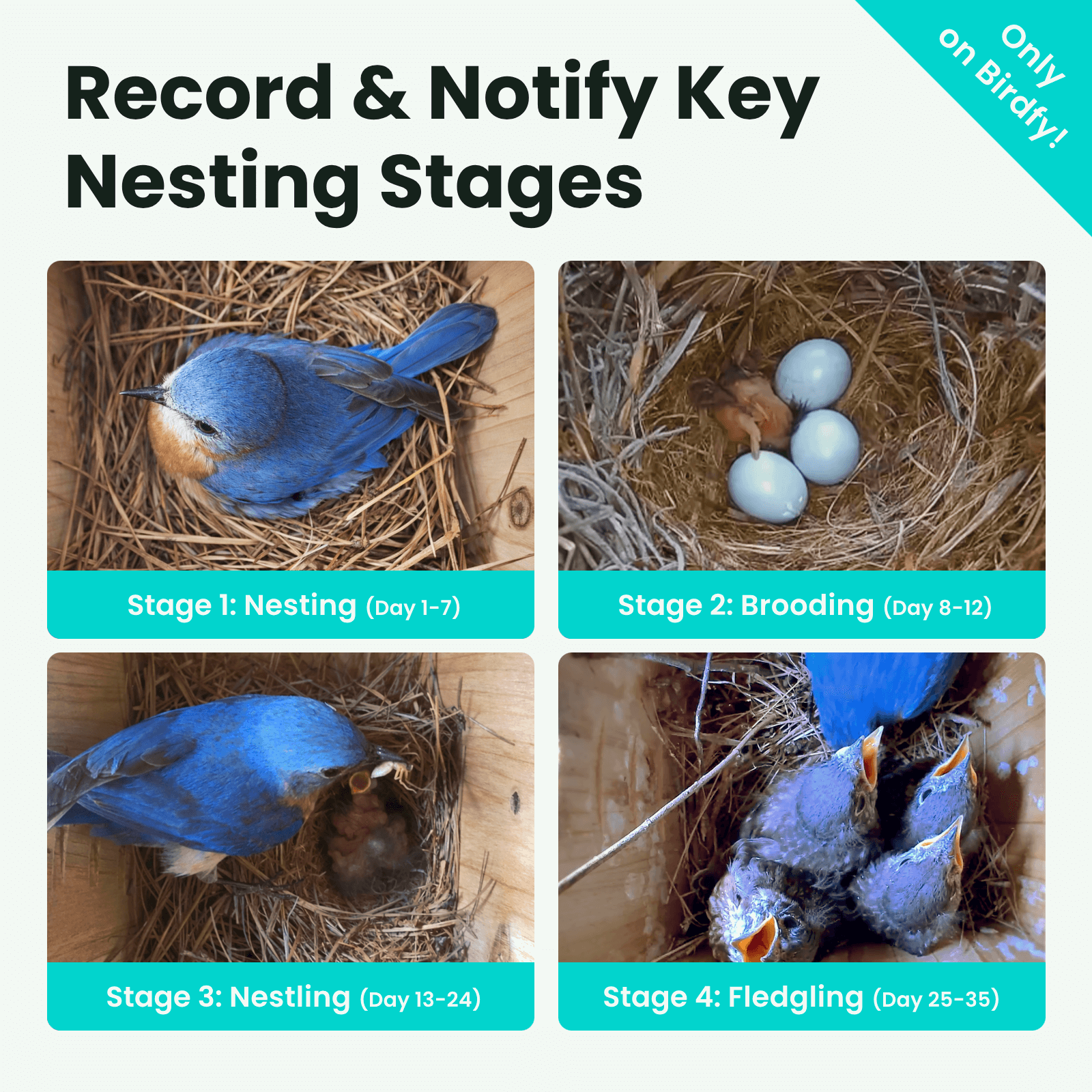birdfy-nest-nistkasten-mit-kamera-holz-2k-nachtsicht image 4