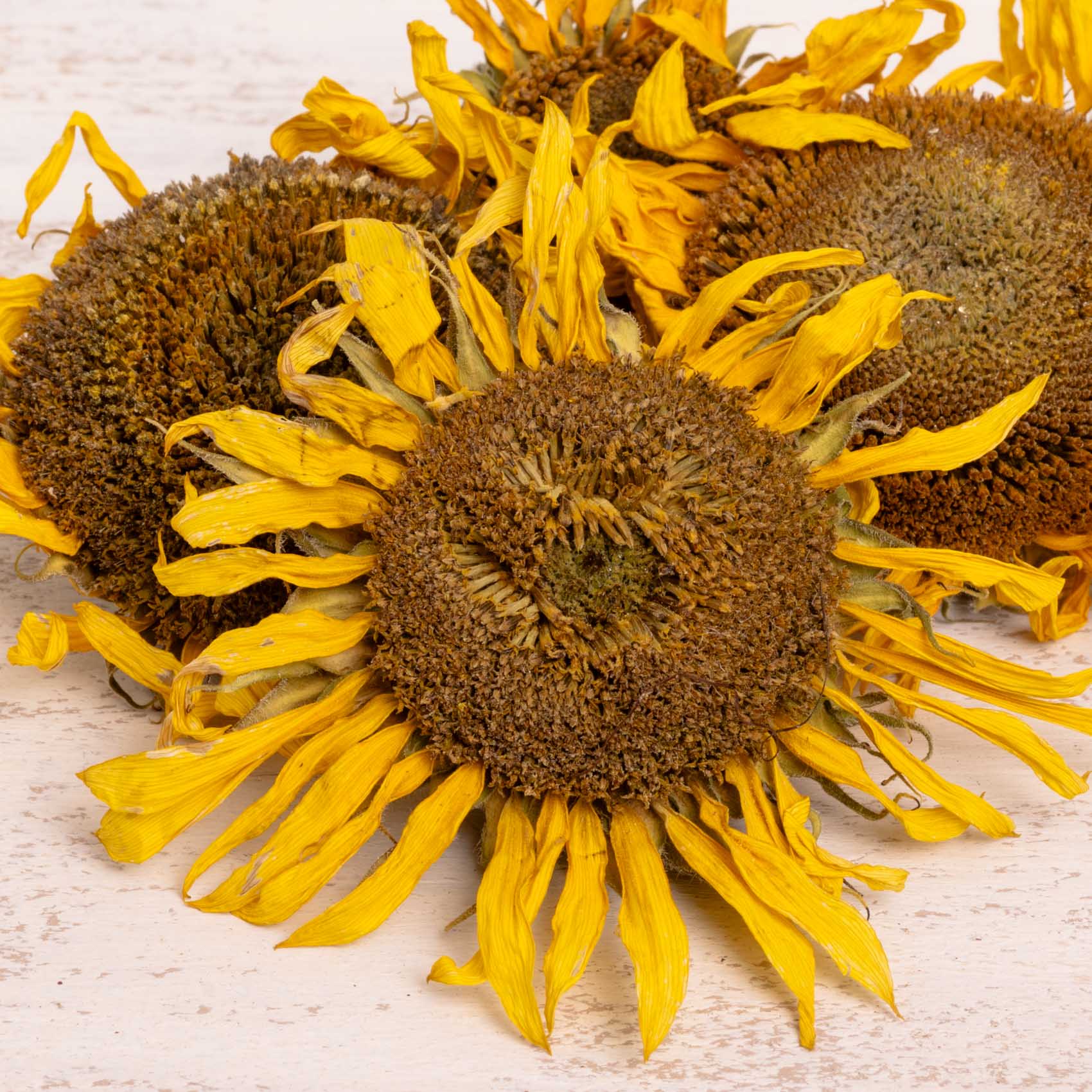 rico-s-futterkiste-sonnenblumen-k-pfchen-ganz-getrocknet-50-g-futter image 2
